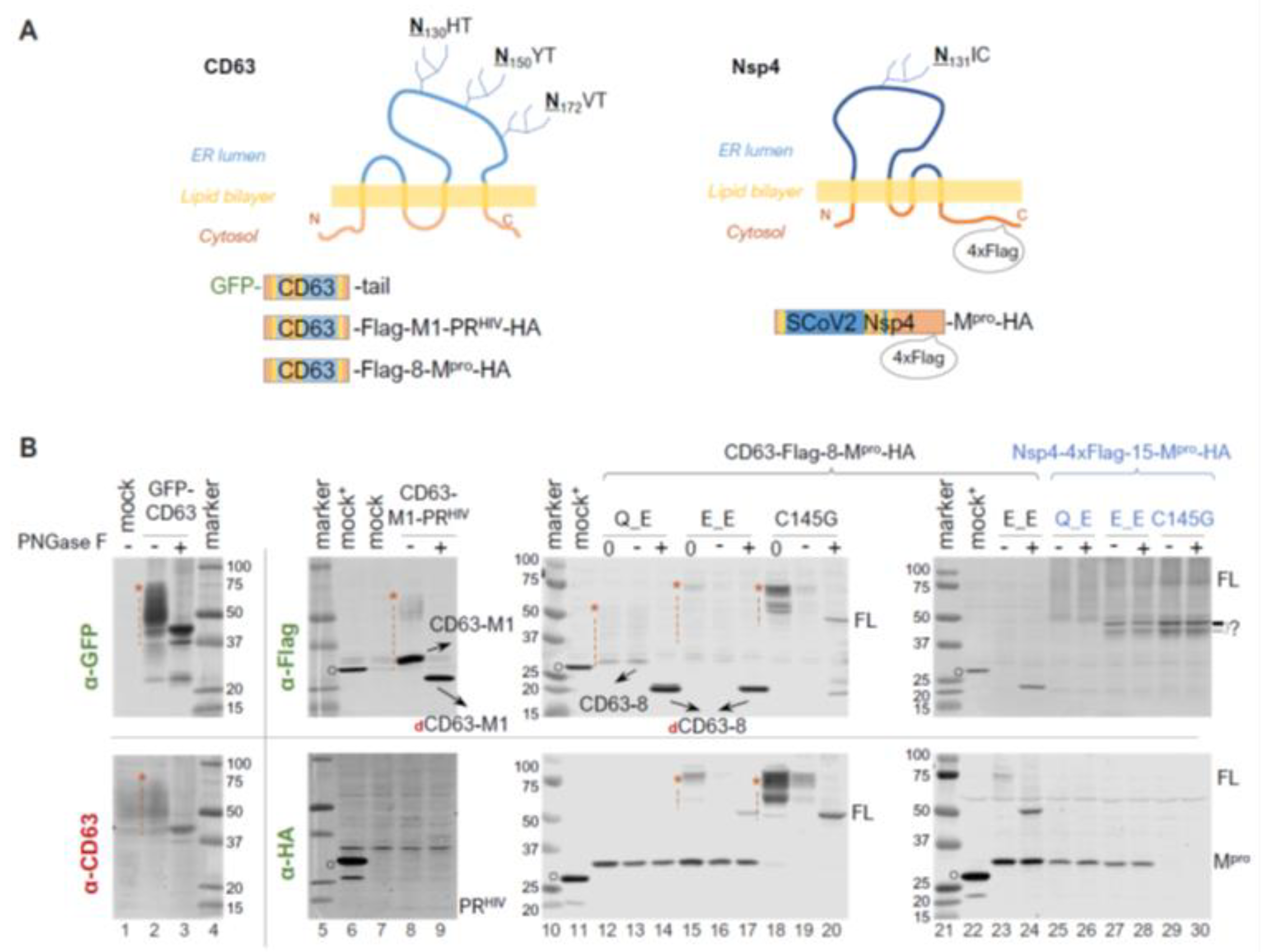 Viruses 16 01218 g004