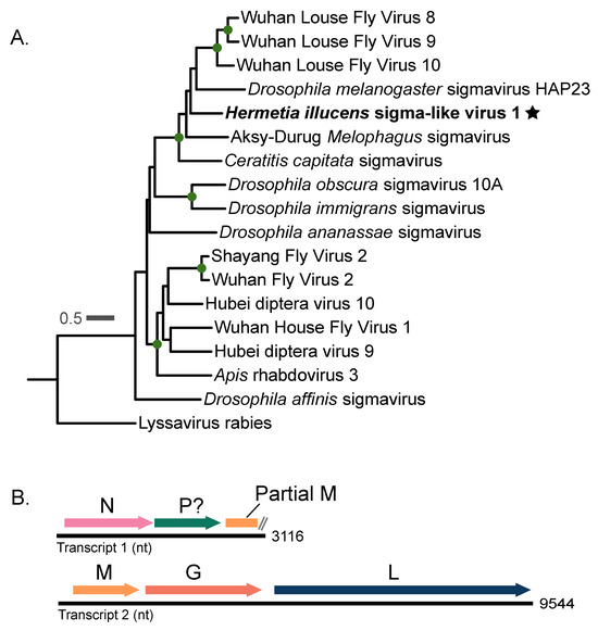 Viruses 16 01219 g001