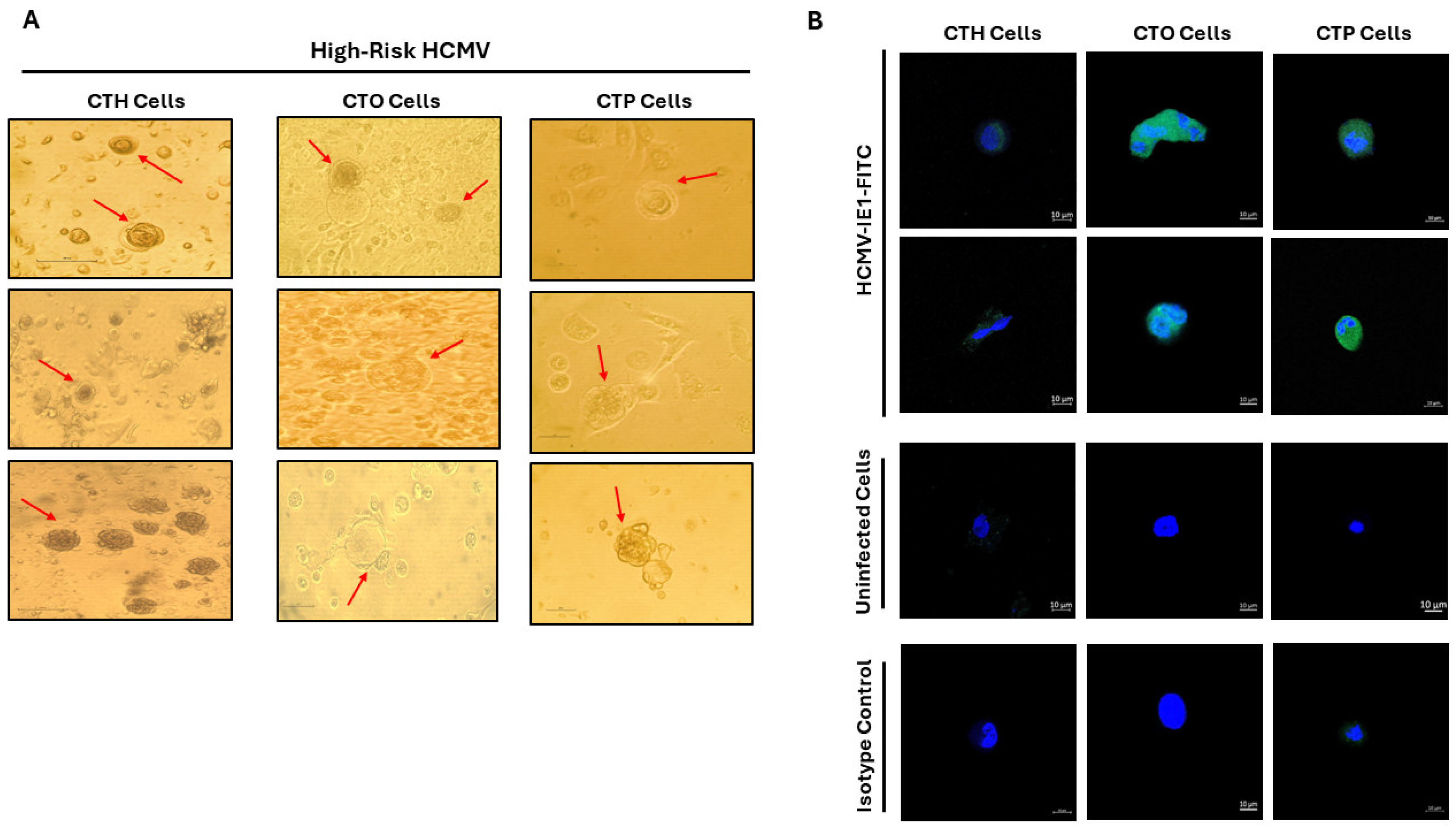 Viruses 16 01225 g001