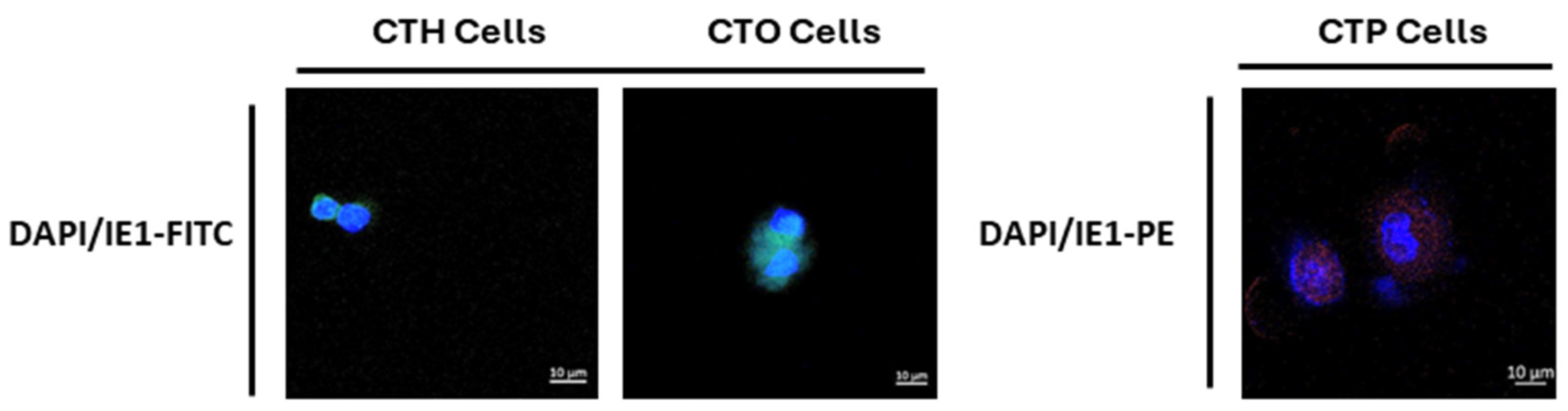 Viruses 16 01225 g002