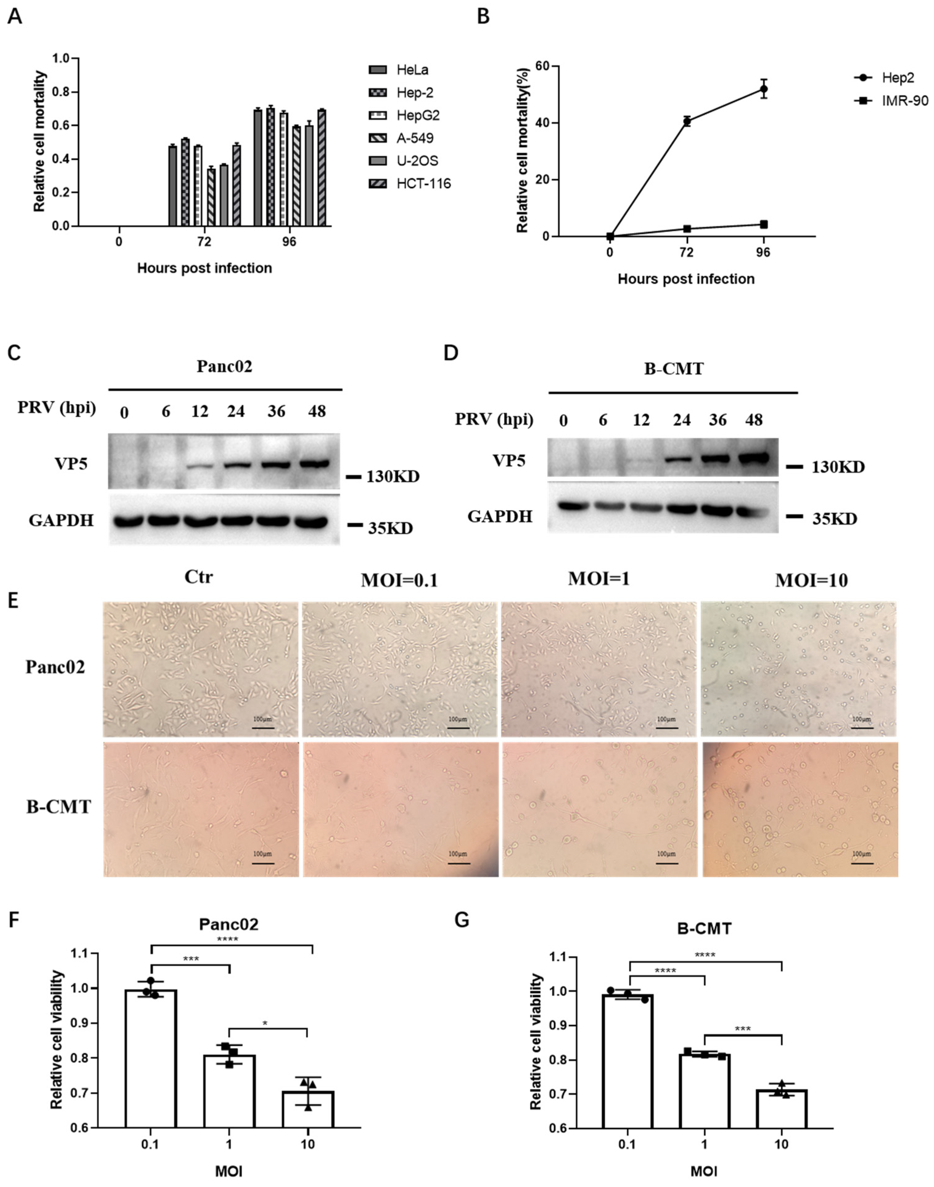 Viruses 16 01228 g001