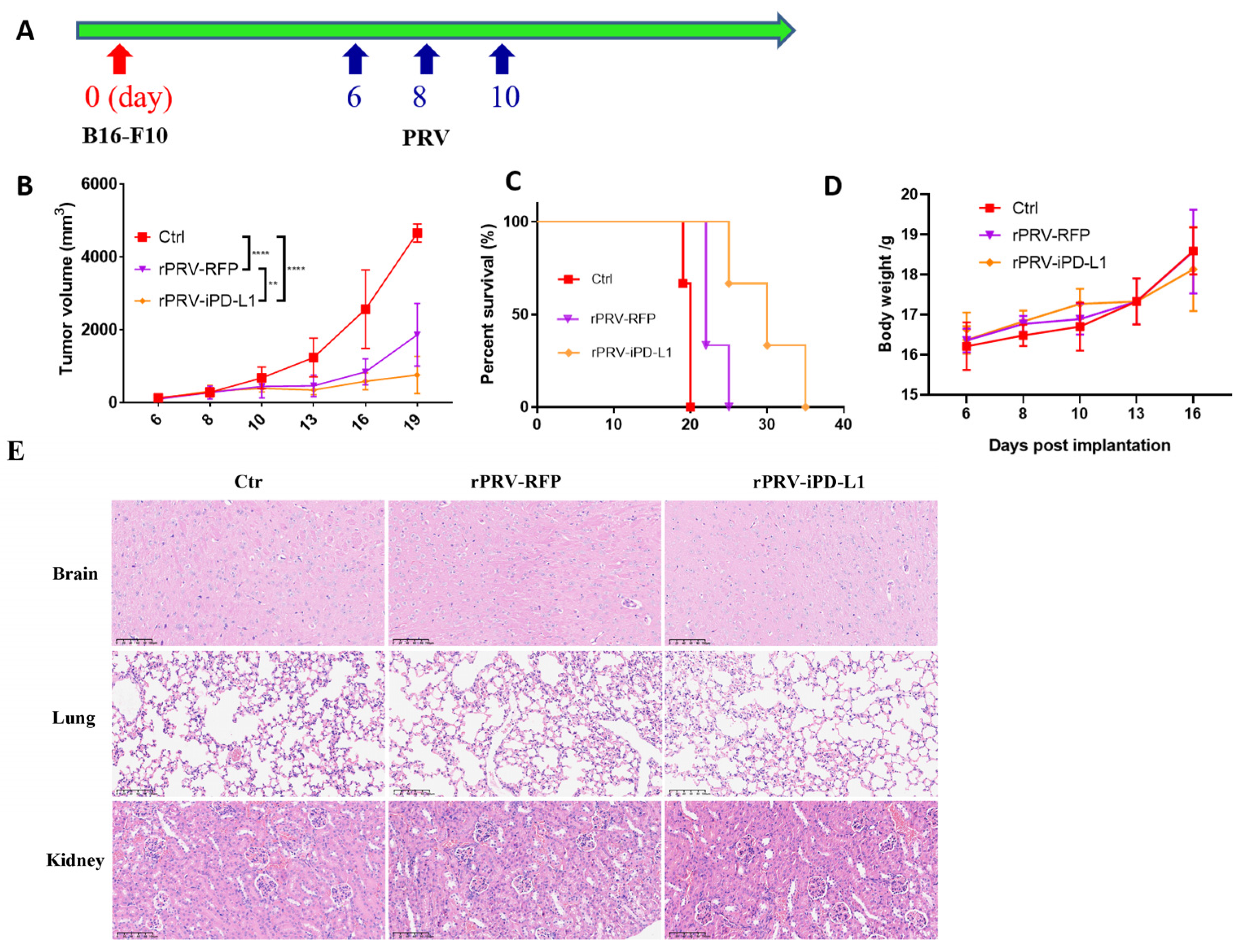 Viruses 16 01228 g004