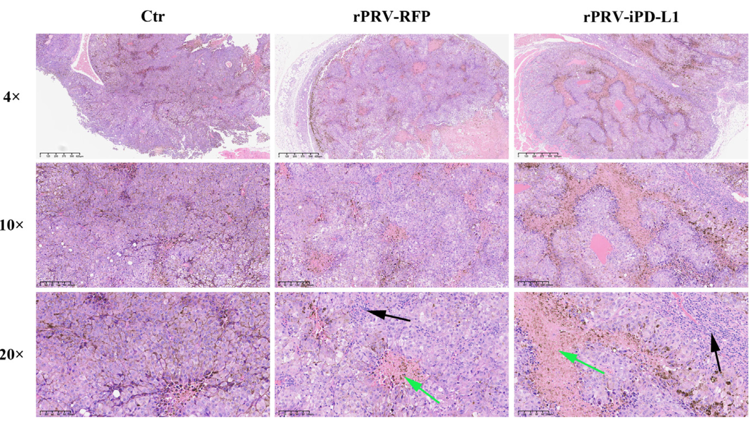 Viruses 16 01228 g005