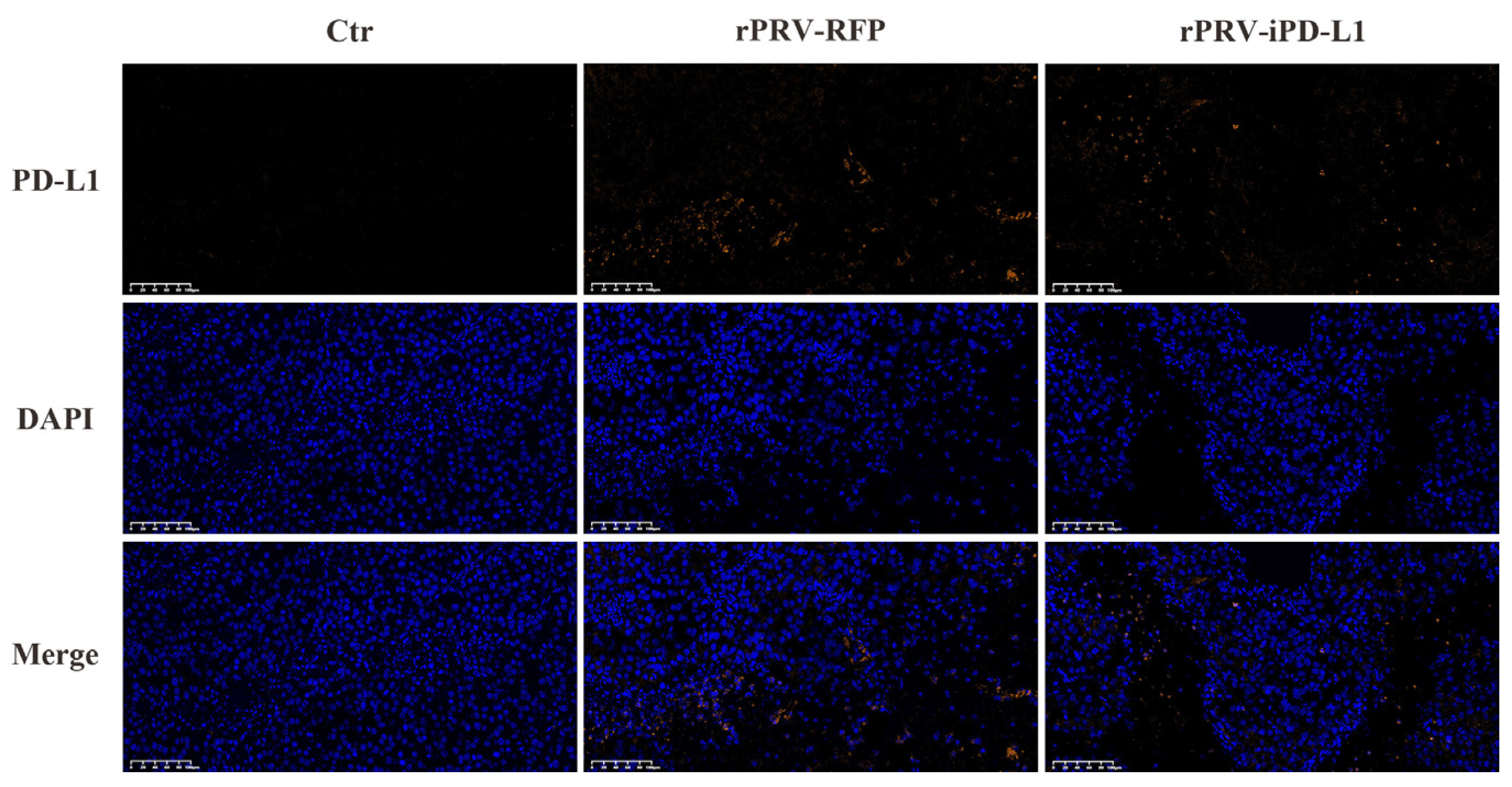 Viruses 16 01228 g007