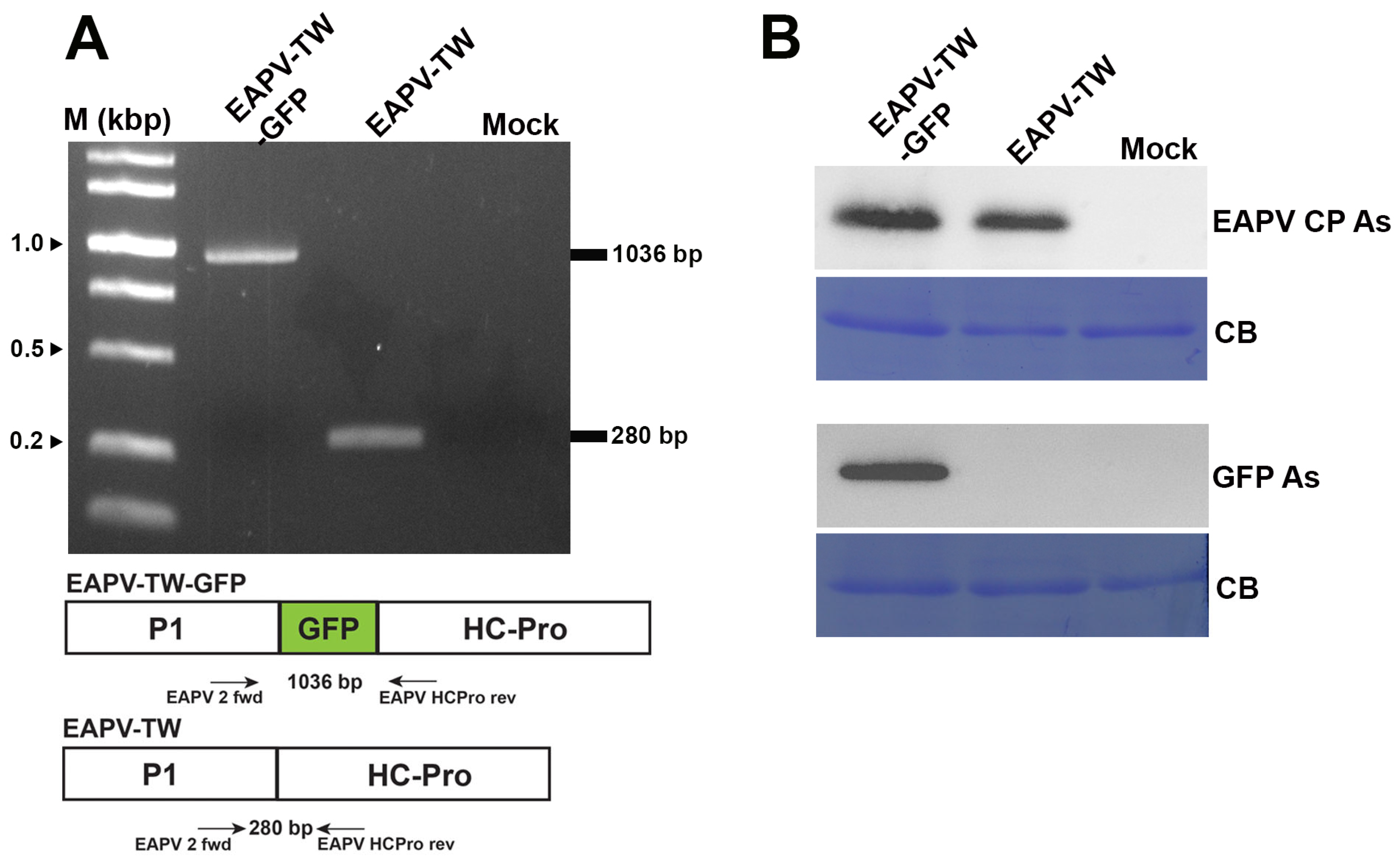 Viruses 16 01231 g002