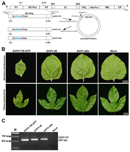 Viruses 16 01231 g003