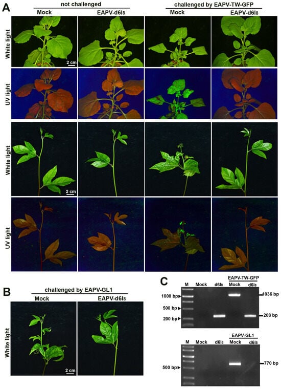 Viruses 16 01231 g005