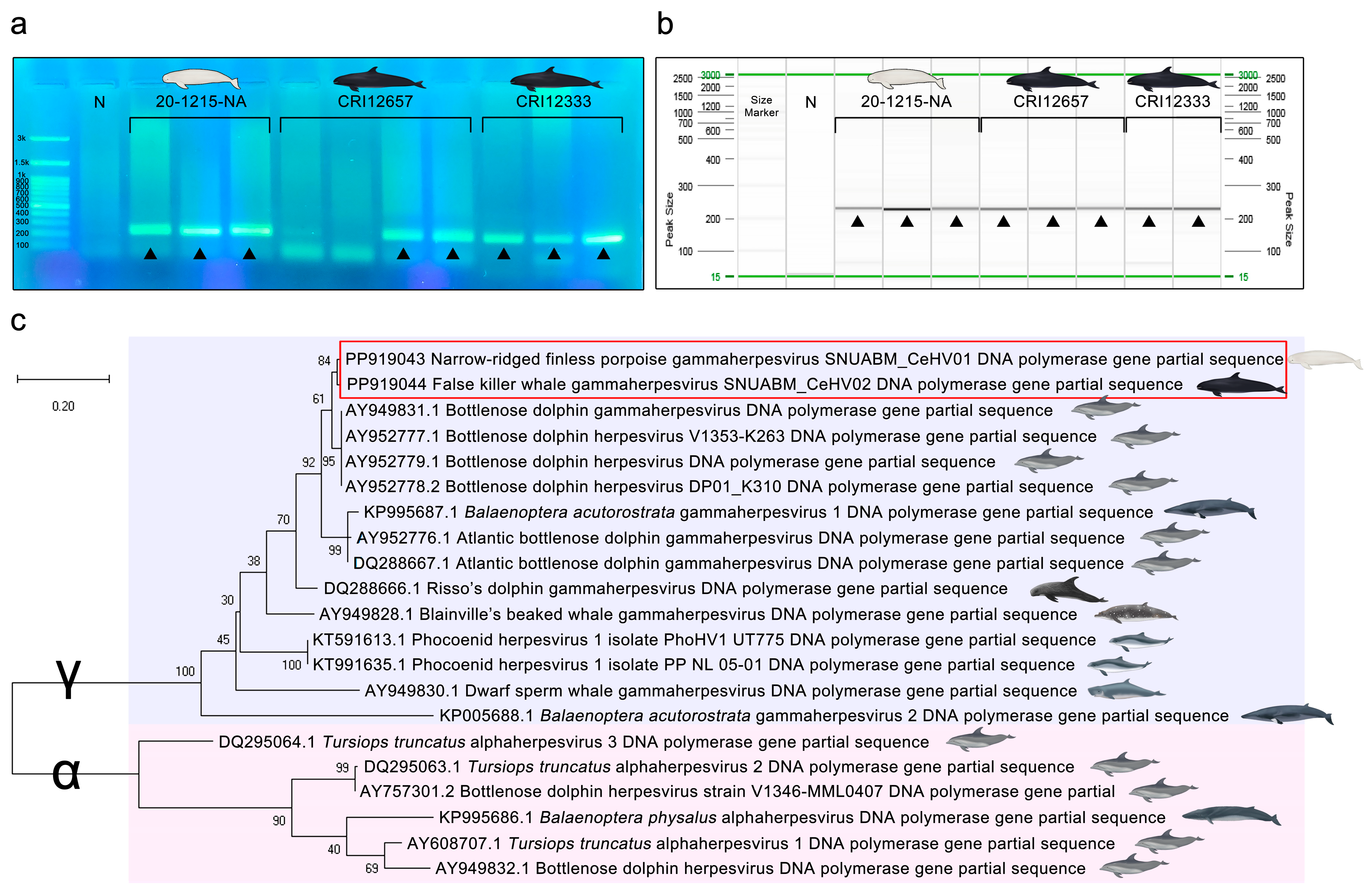 Viruses 16 01234 g004