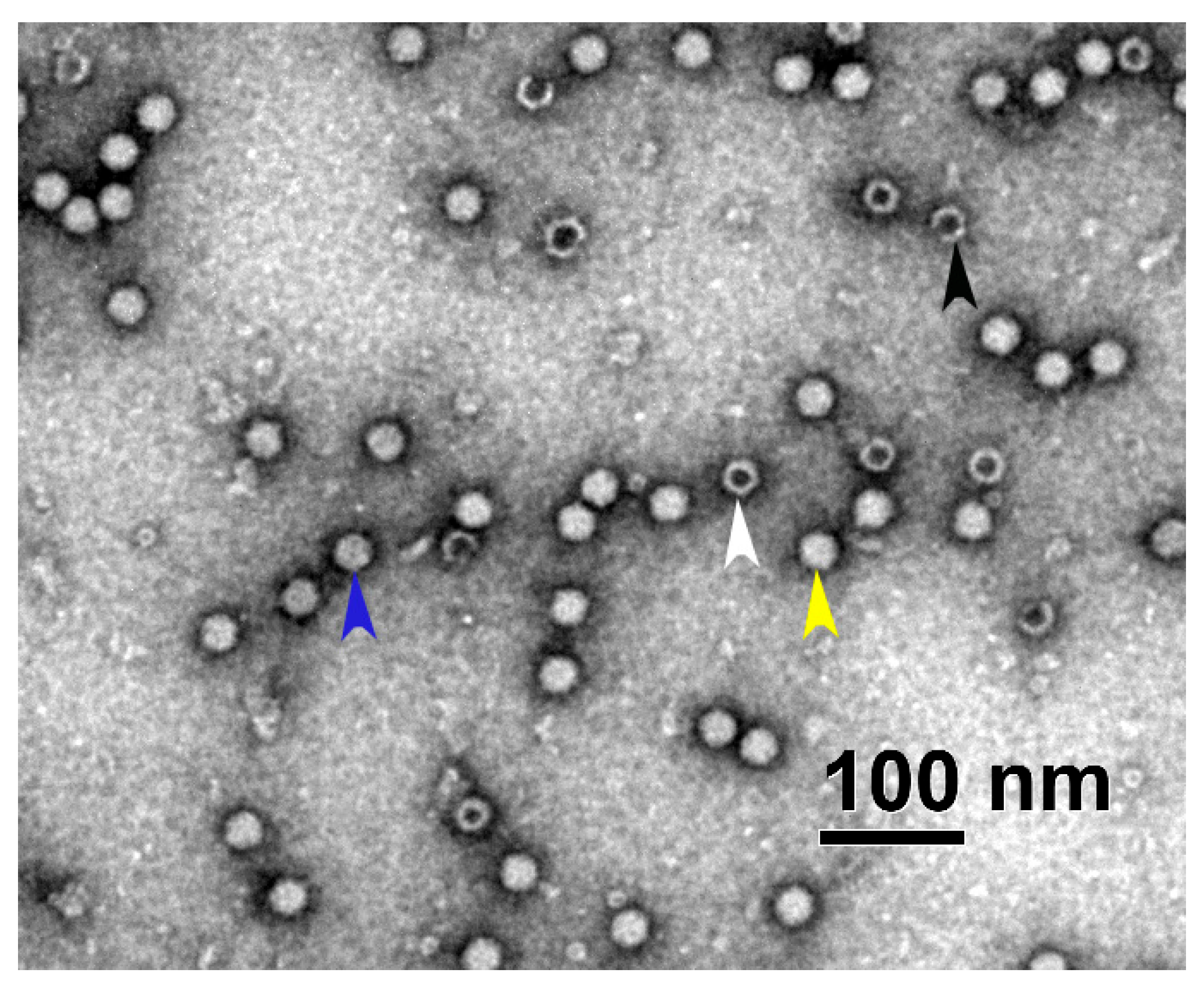 Viruses 16 01235 g001