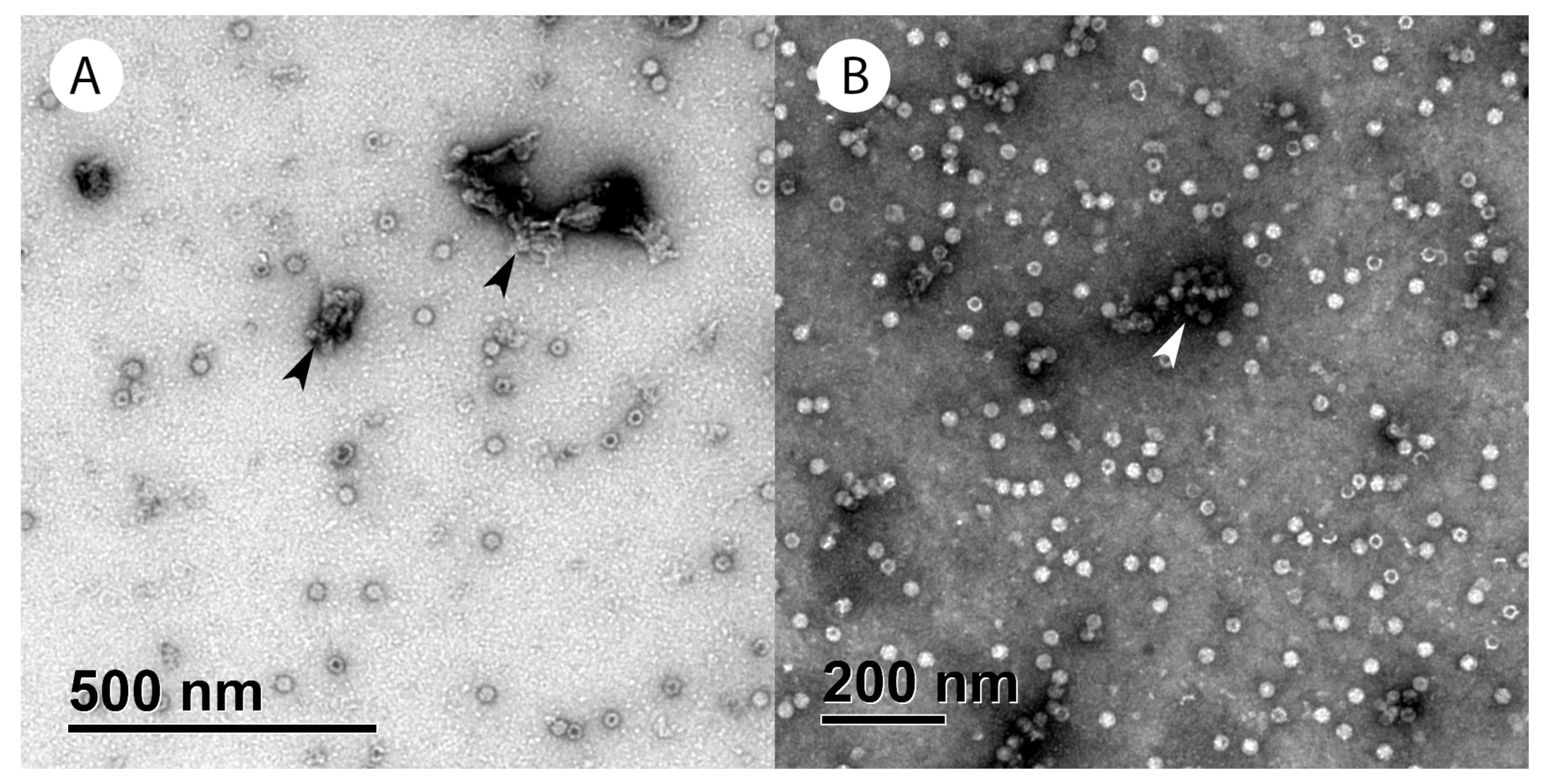 Viruses 16 01235 g008