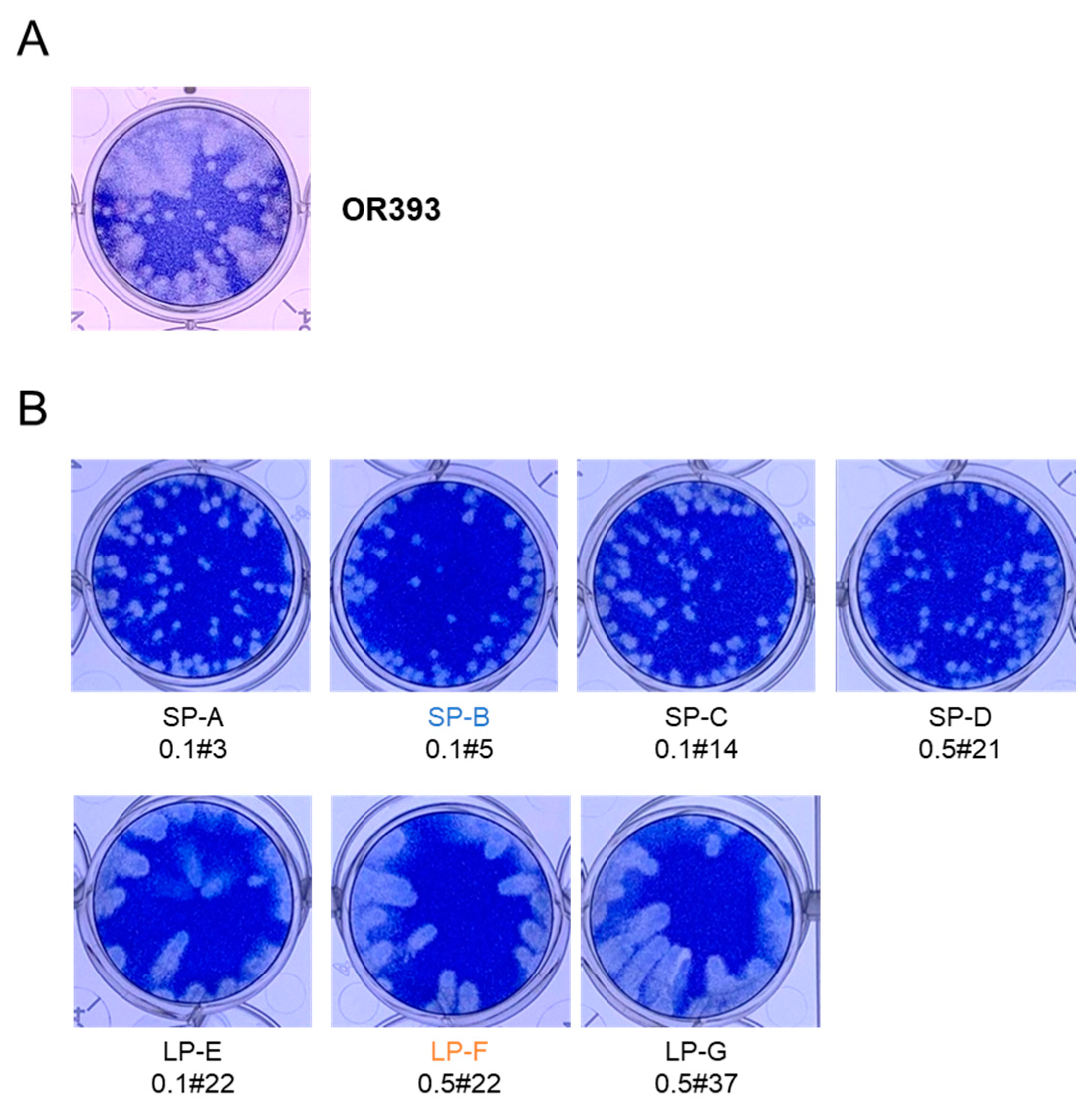 Viruses 16 01237 g001
