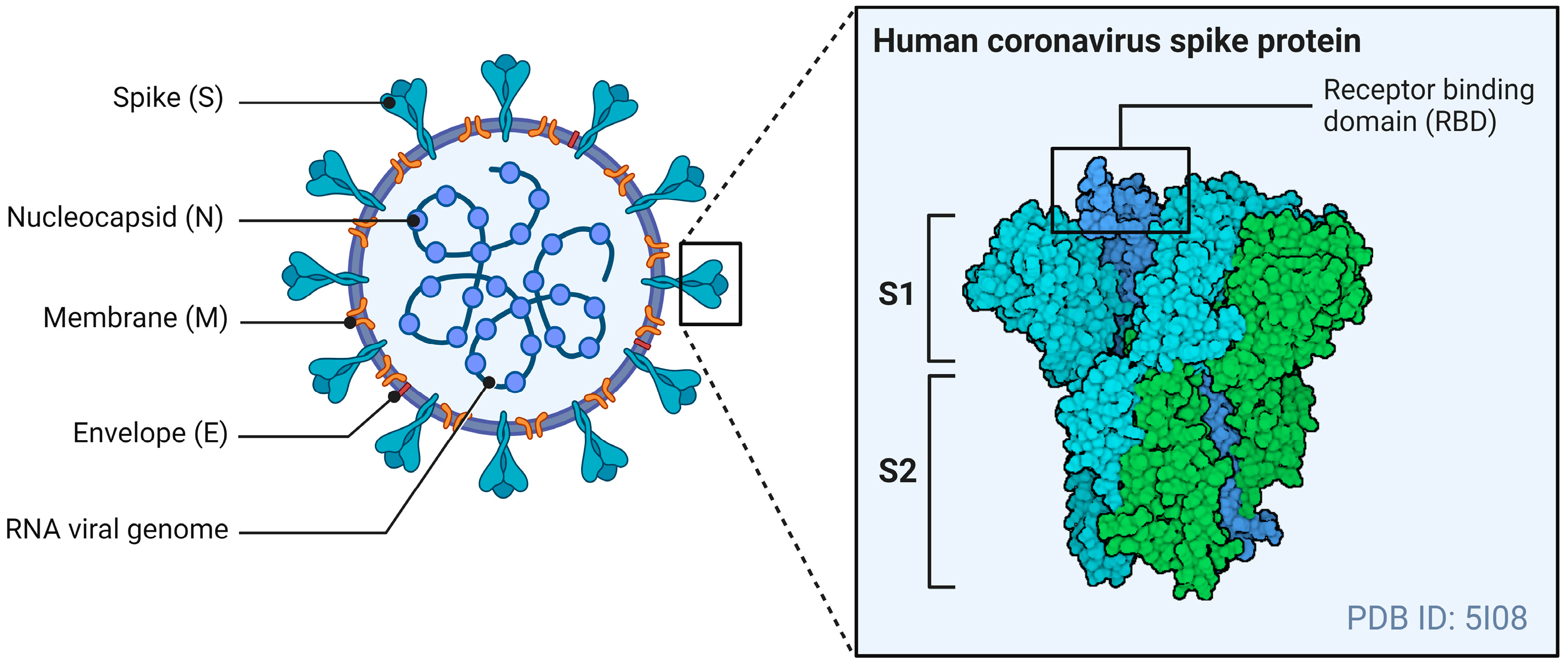 Viruses 16 01243 g001