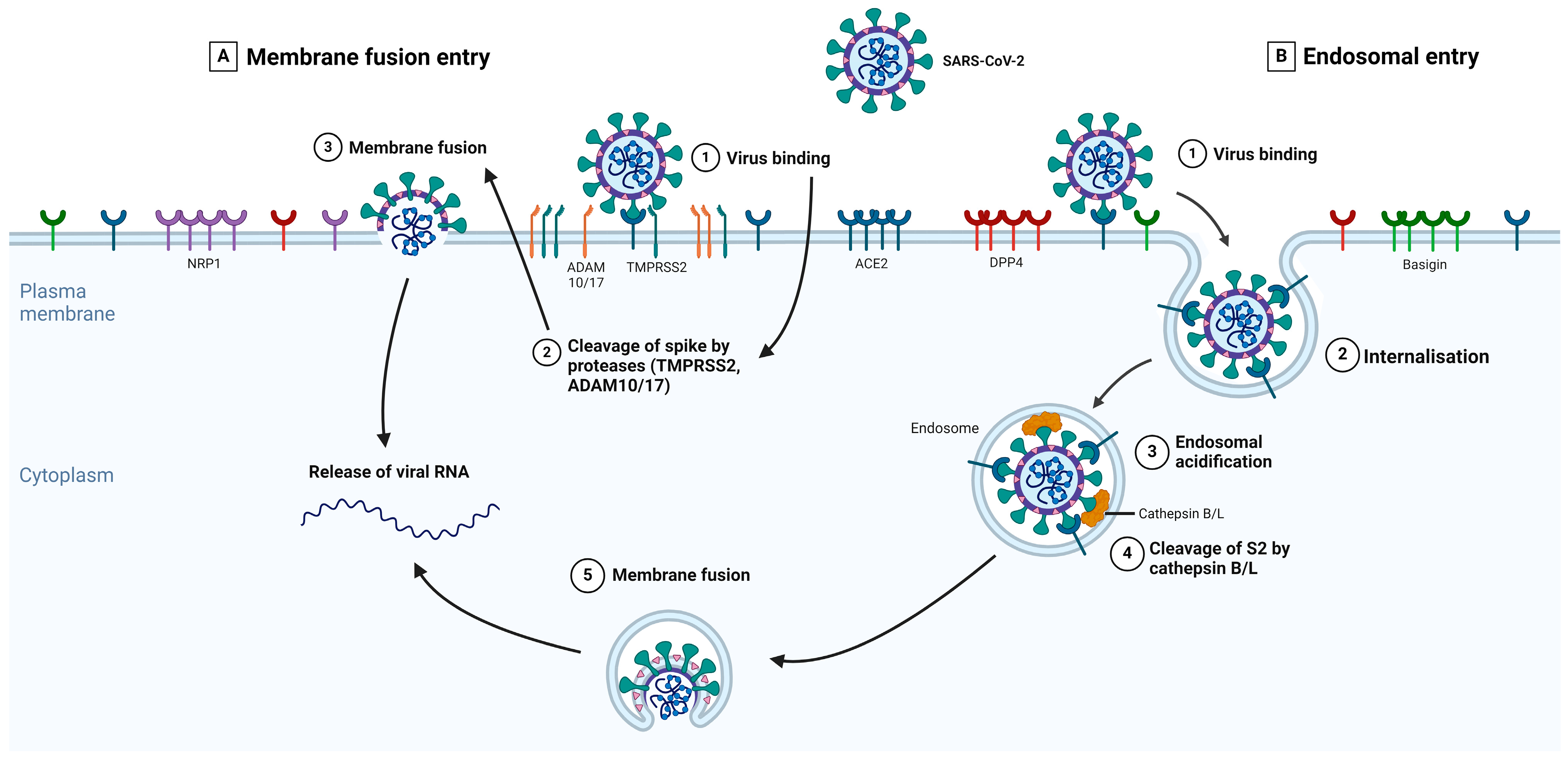 Viruses 16 01243 g002