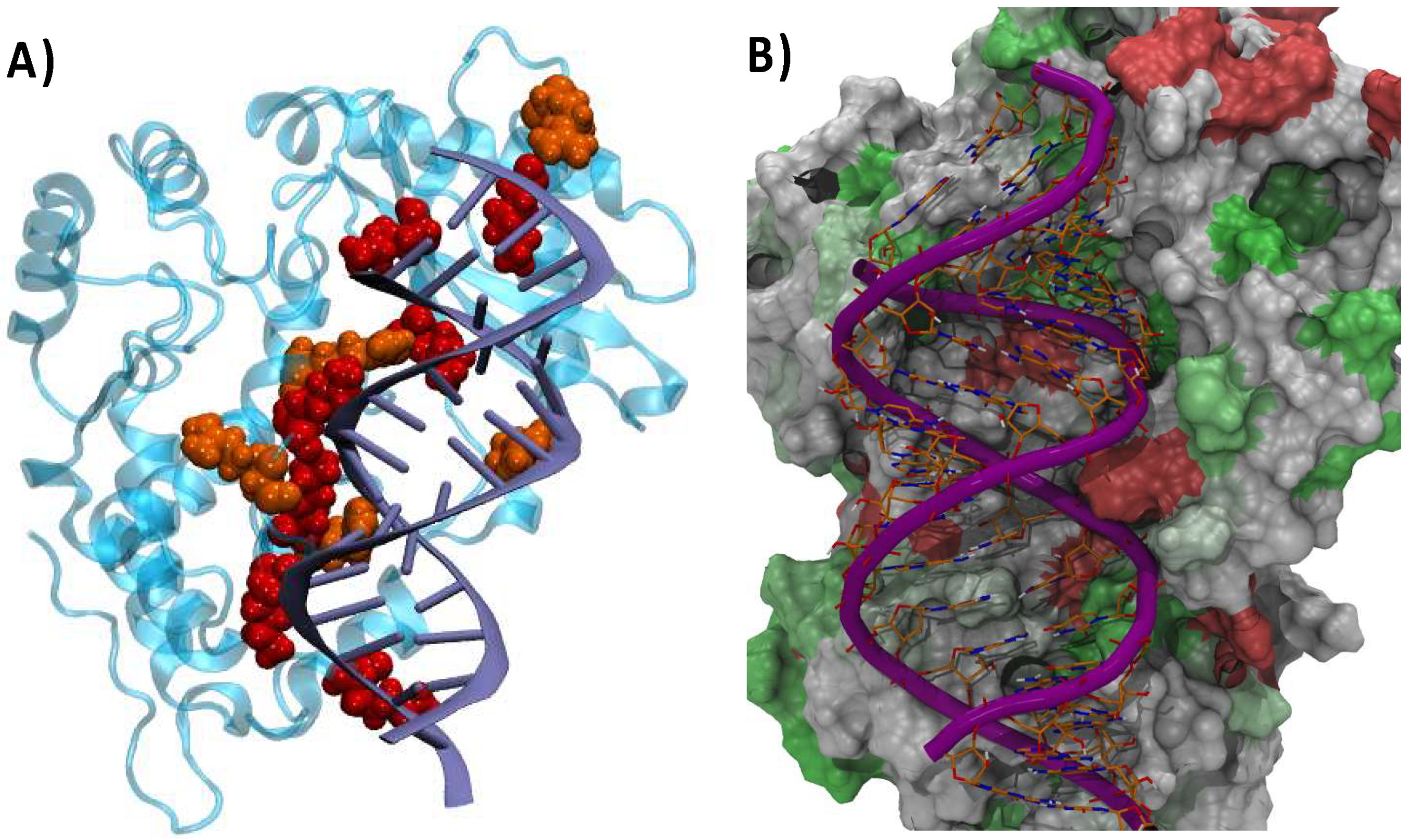 Viruses 16 01246 g005