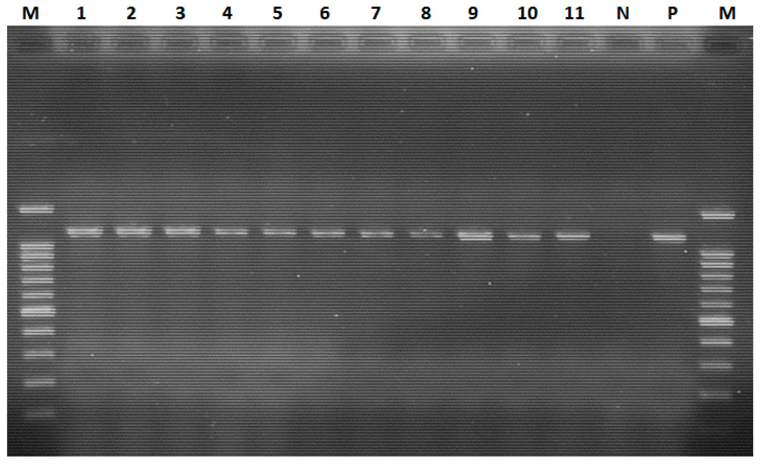 Viruses 16 01249 g004 Viruses 16 01249 g004