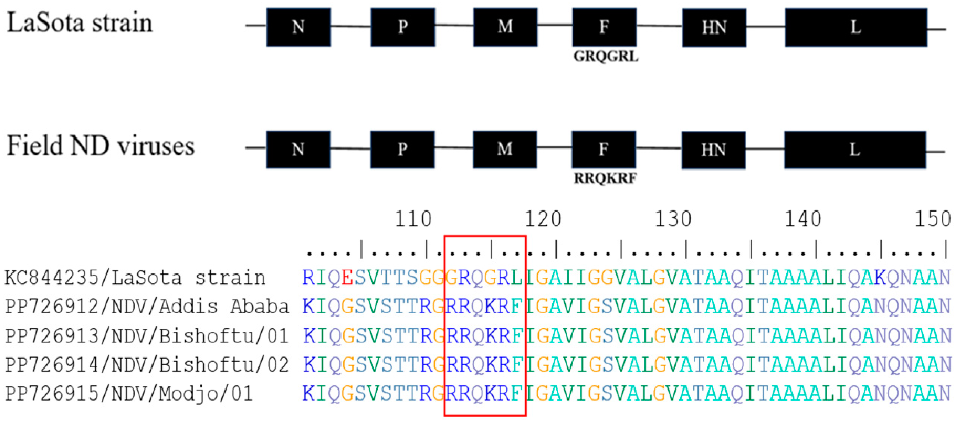 Viruses 16 01249 g005 Viruses 16 01249 g005