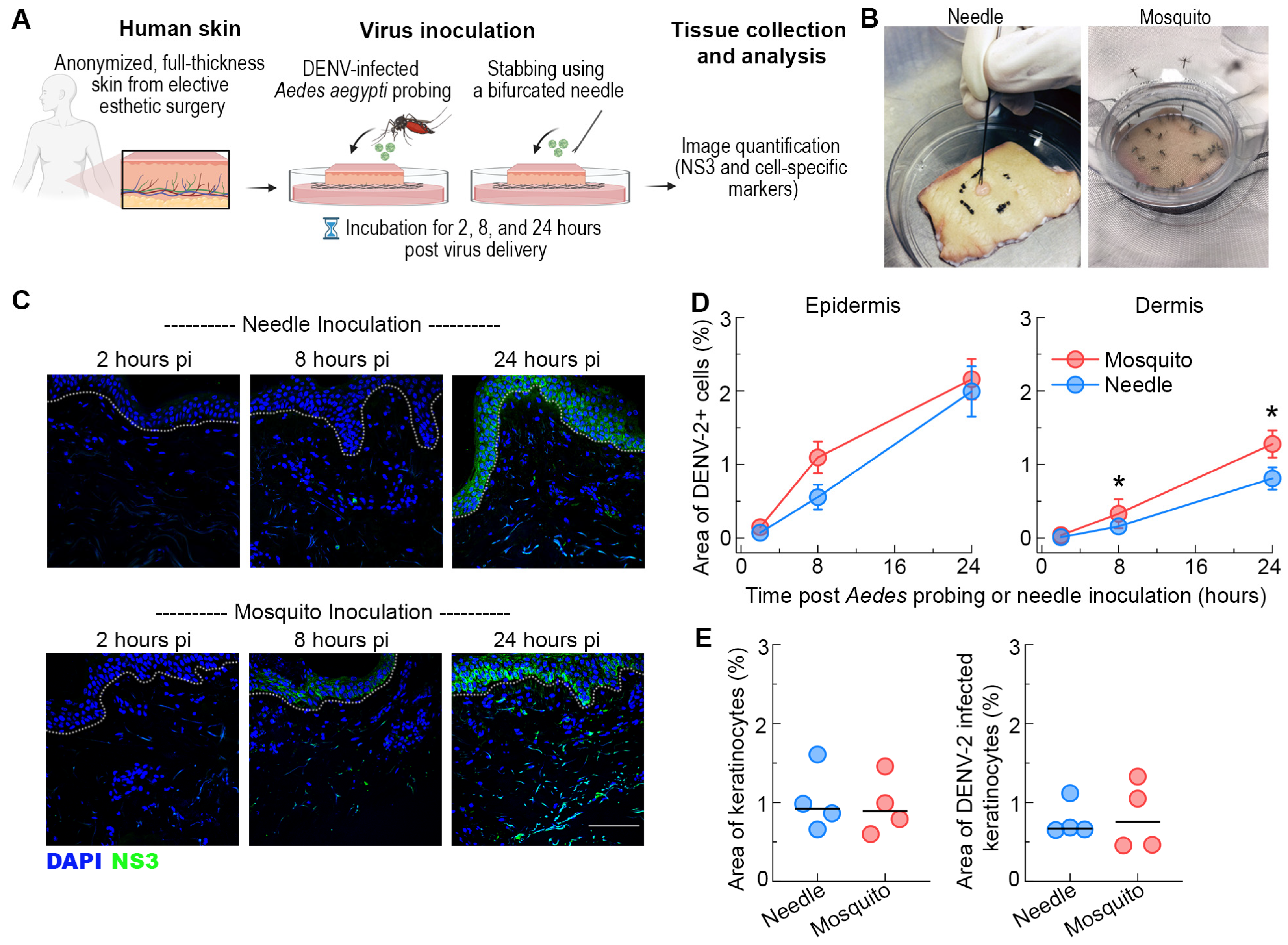 Viruses 16 01253 g001 Viruses 16 01253 g001