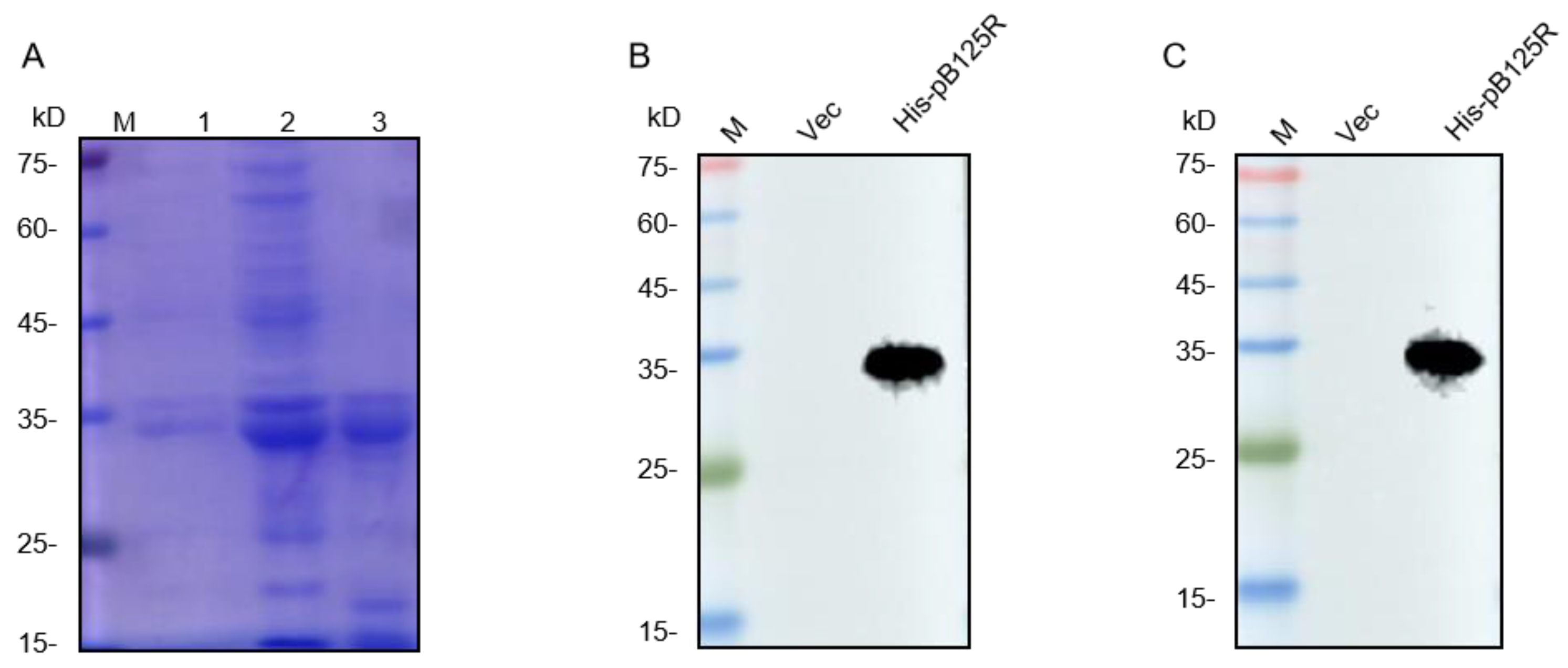 Viruses 16 01257 g001