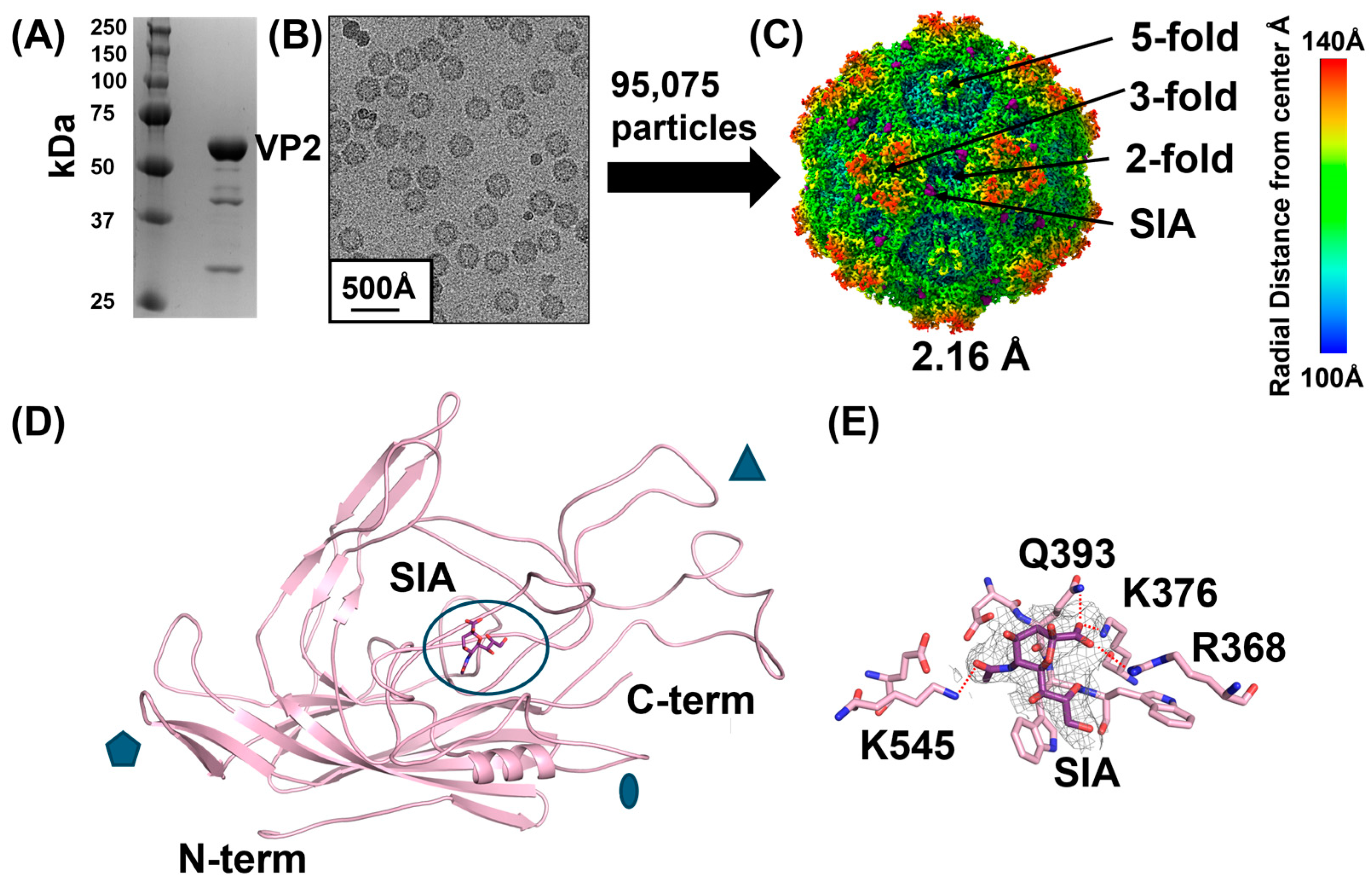 Viruses 16 01258 g003