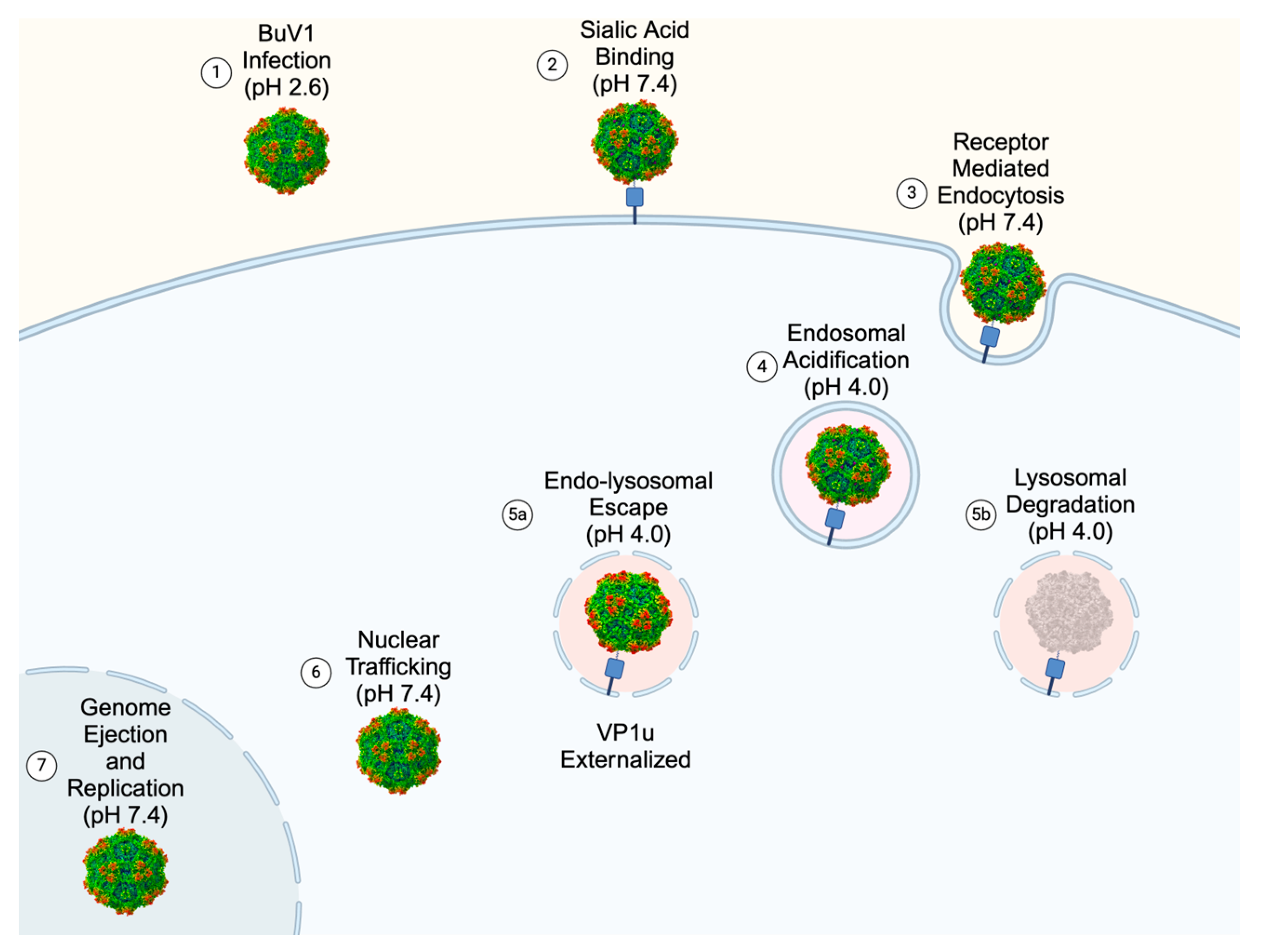 Viruses 16 01258 g008