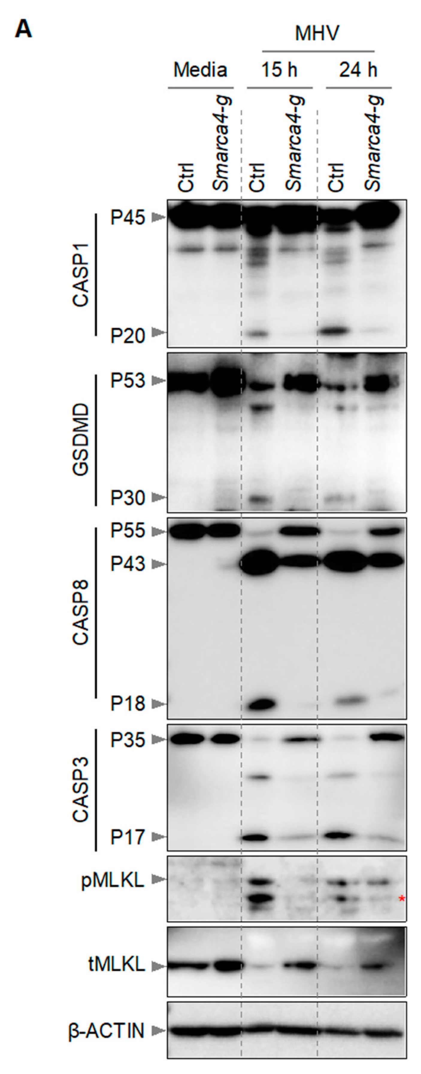 Viruses 16 01261 g003