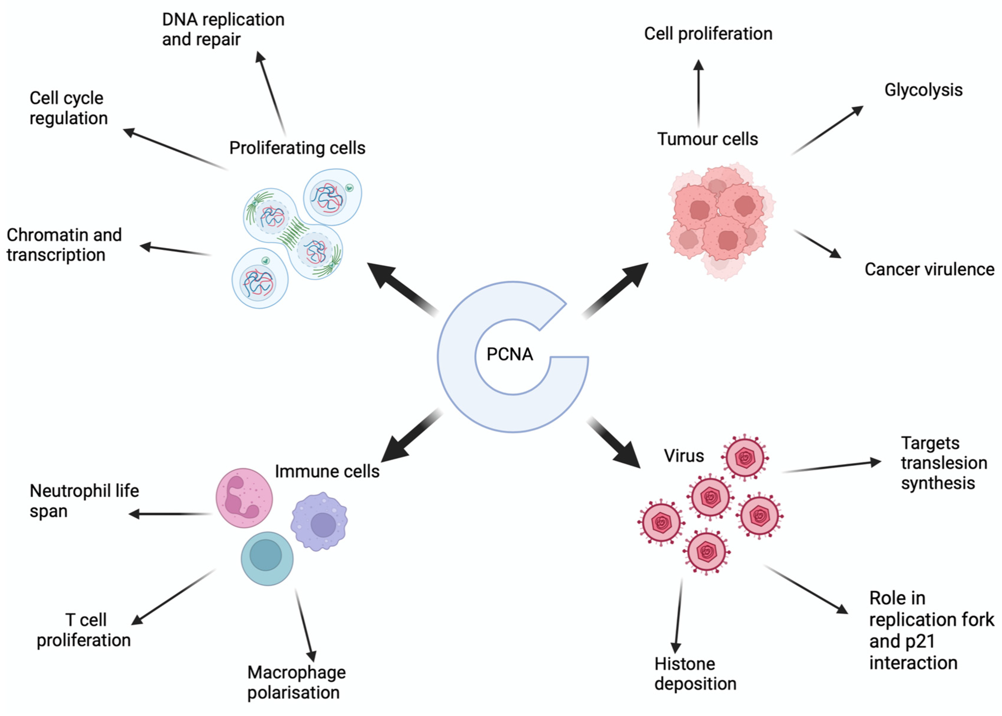 Proliferating Cell Nuclear Antigen in the Era of Oncolytic Virotherapy ...
