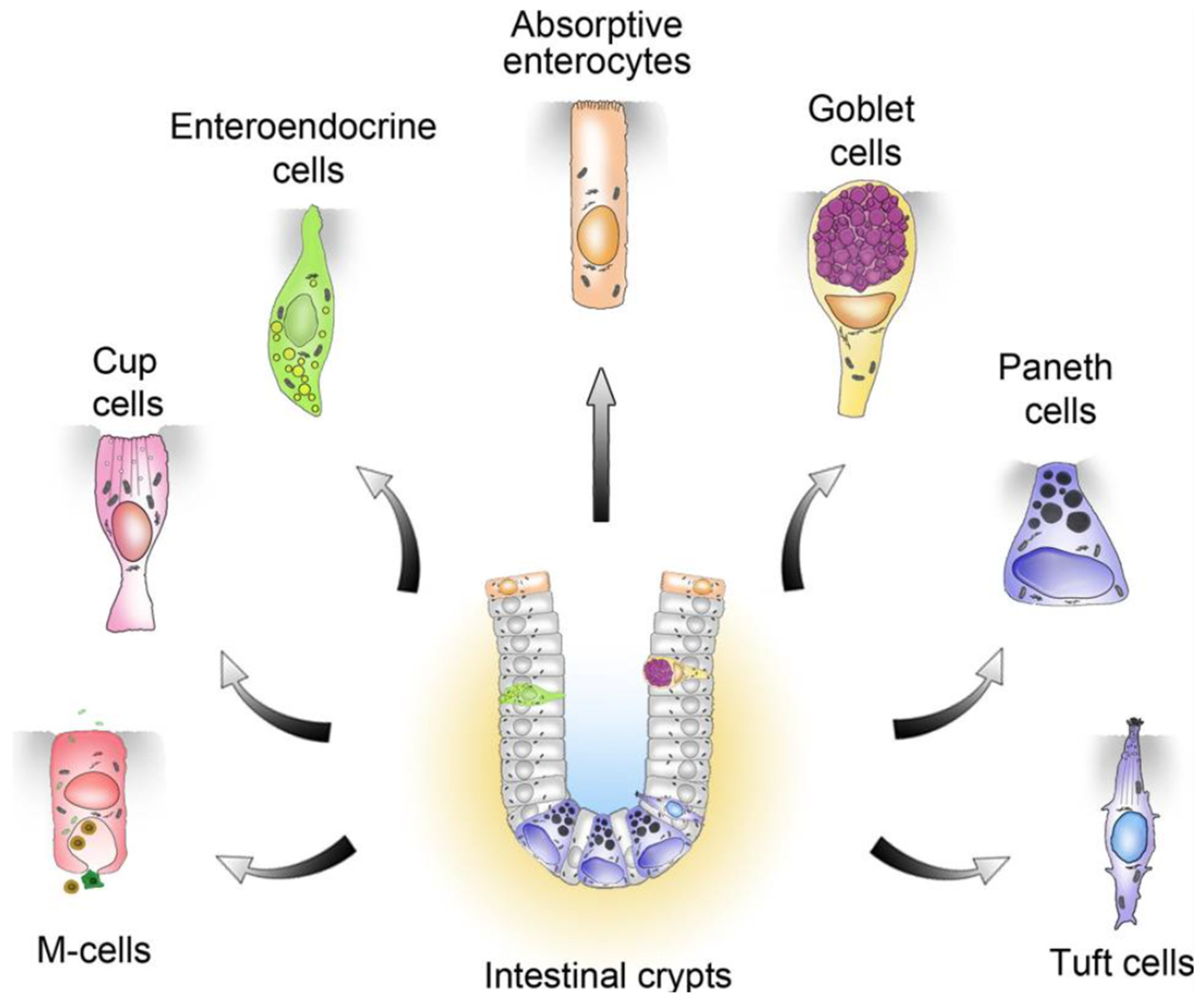 Viruses 16 01266 g001