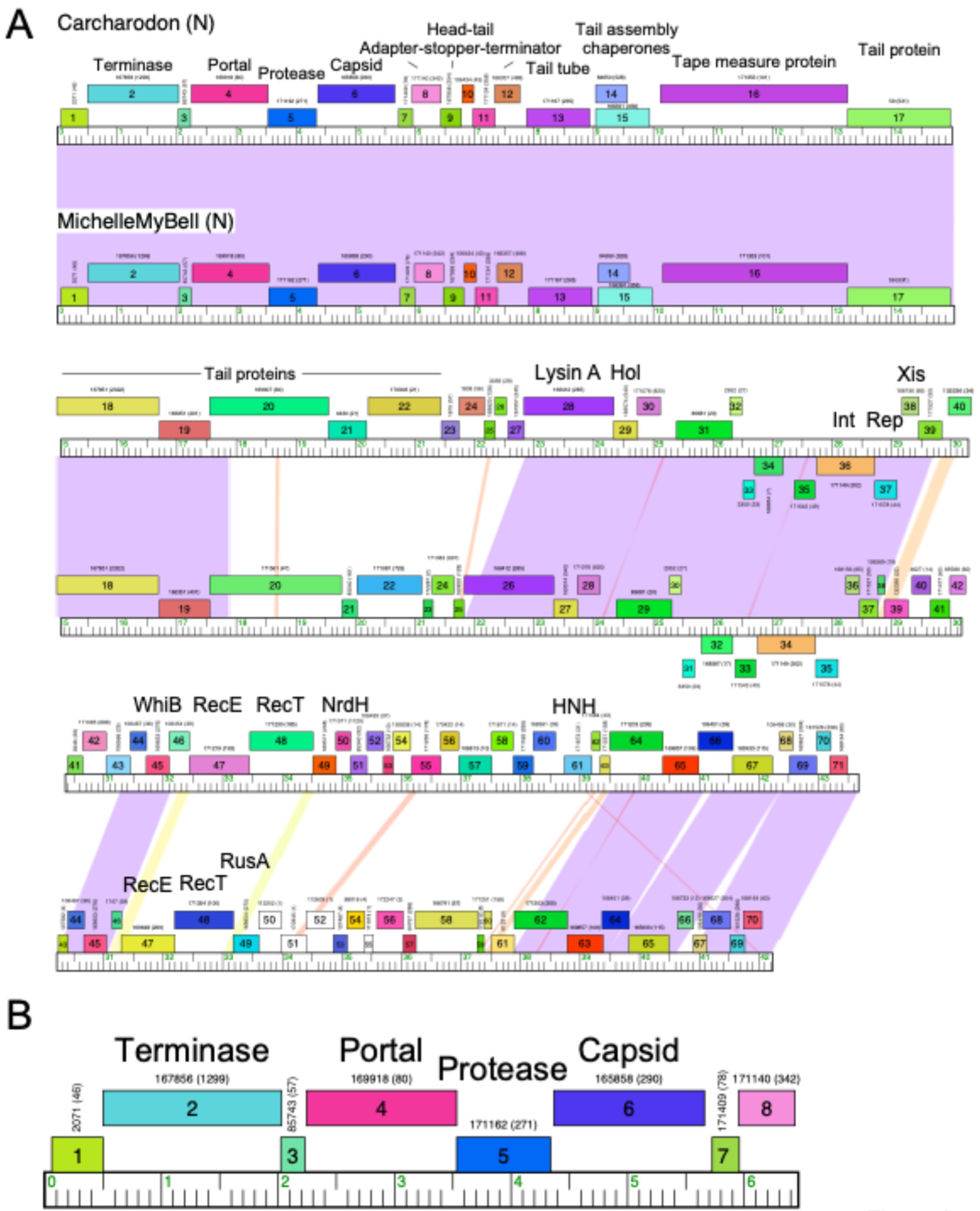Viruses 16 01278 g002