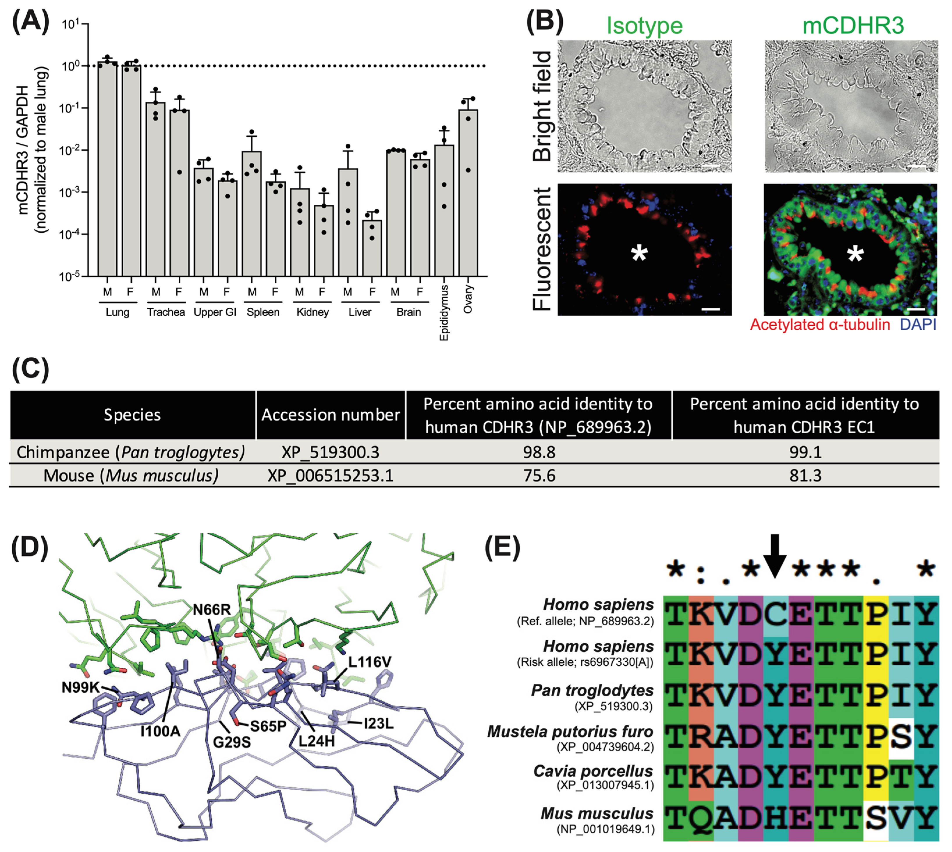 Viruses 16 01282 g001