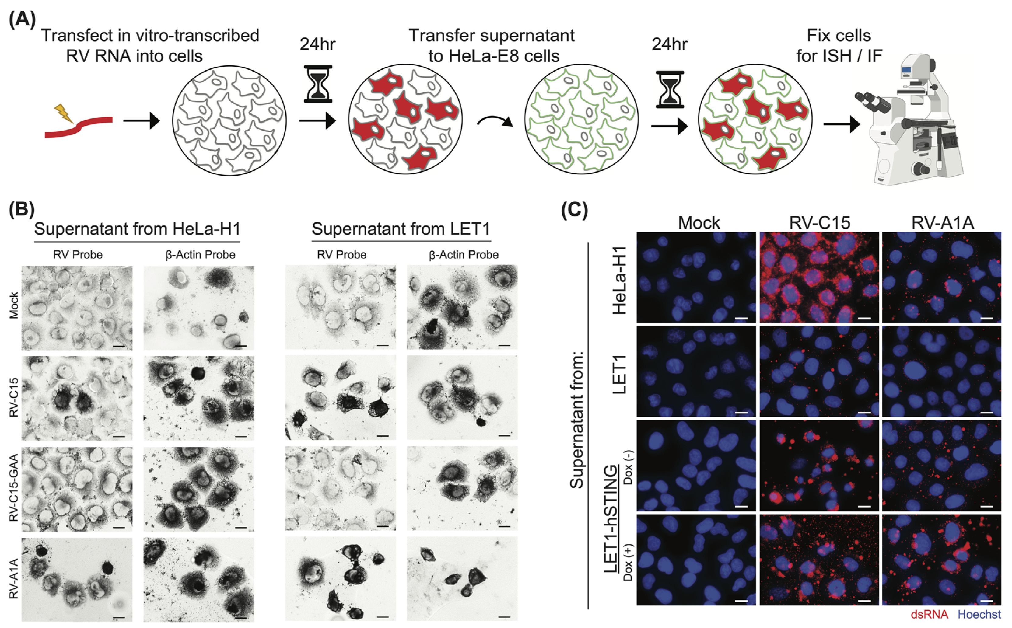 Viruses 16 01282 g003
