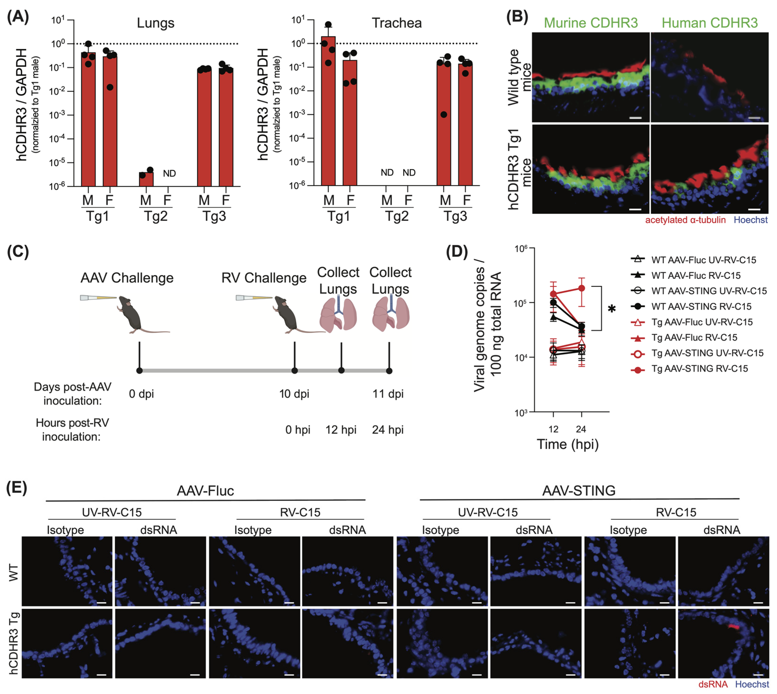 Viruses 16 01282 g004