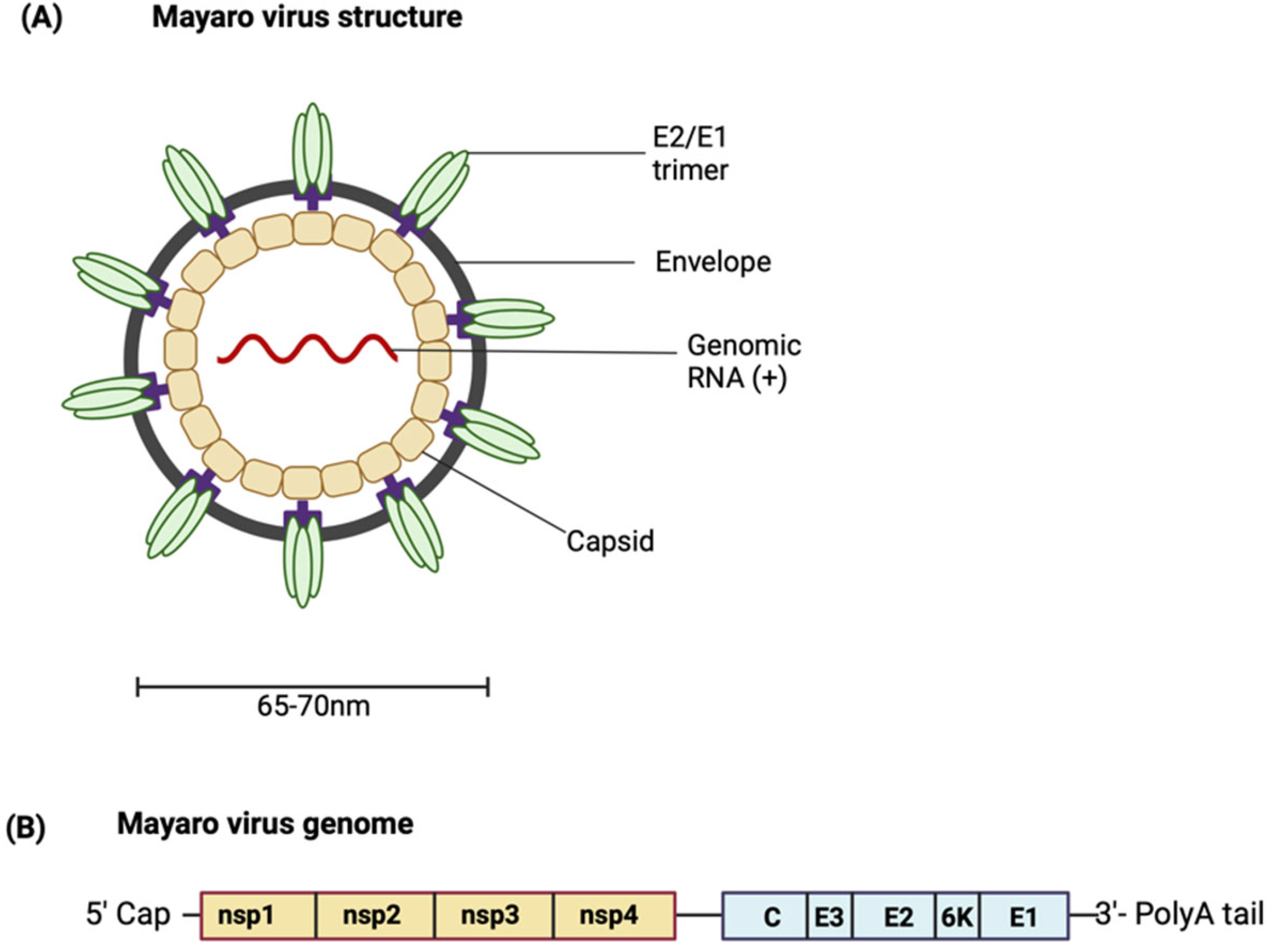 Viruses 16 01297 g001