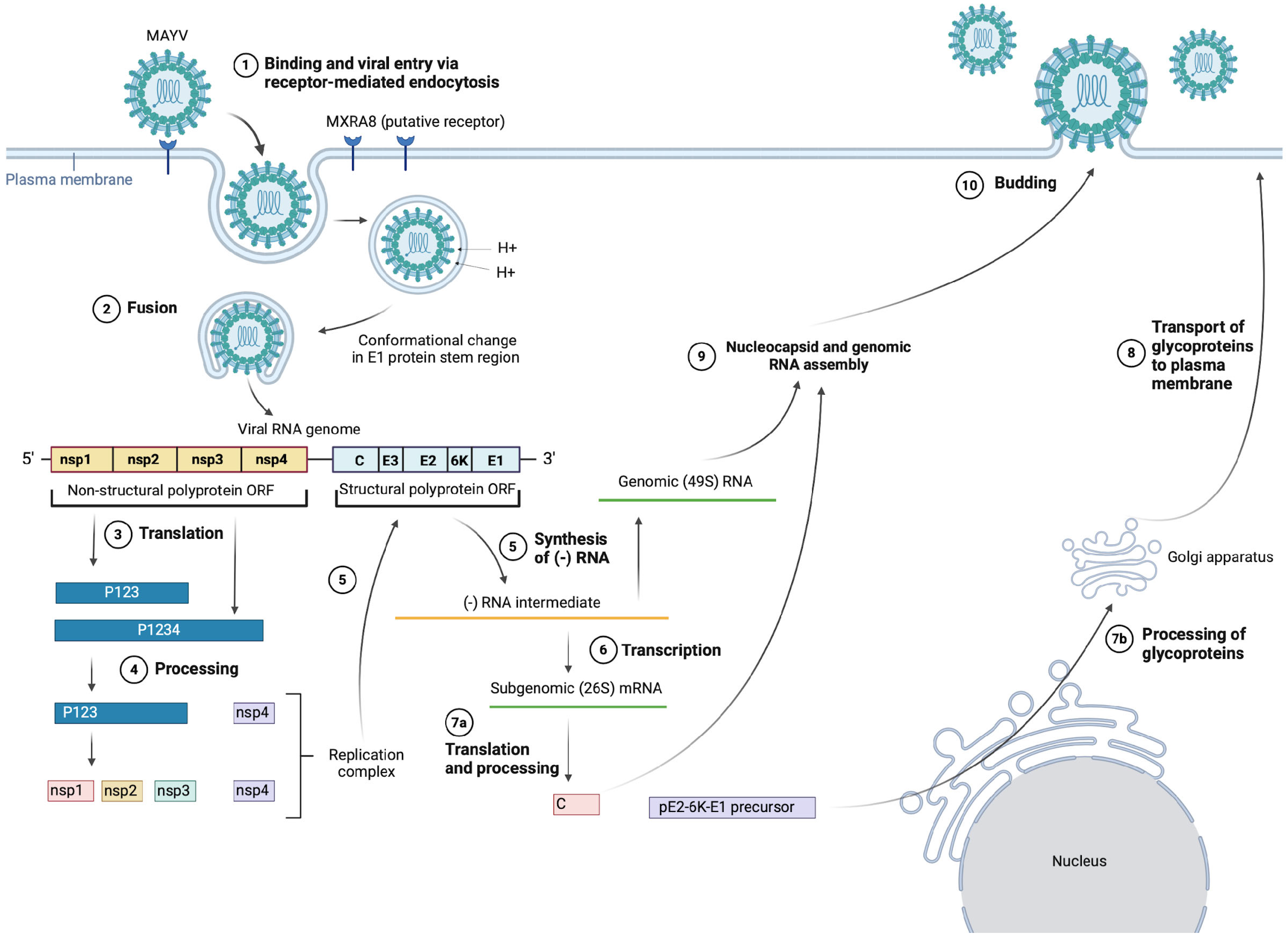 Viruses 16 01297 g002