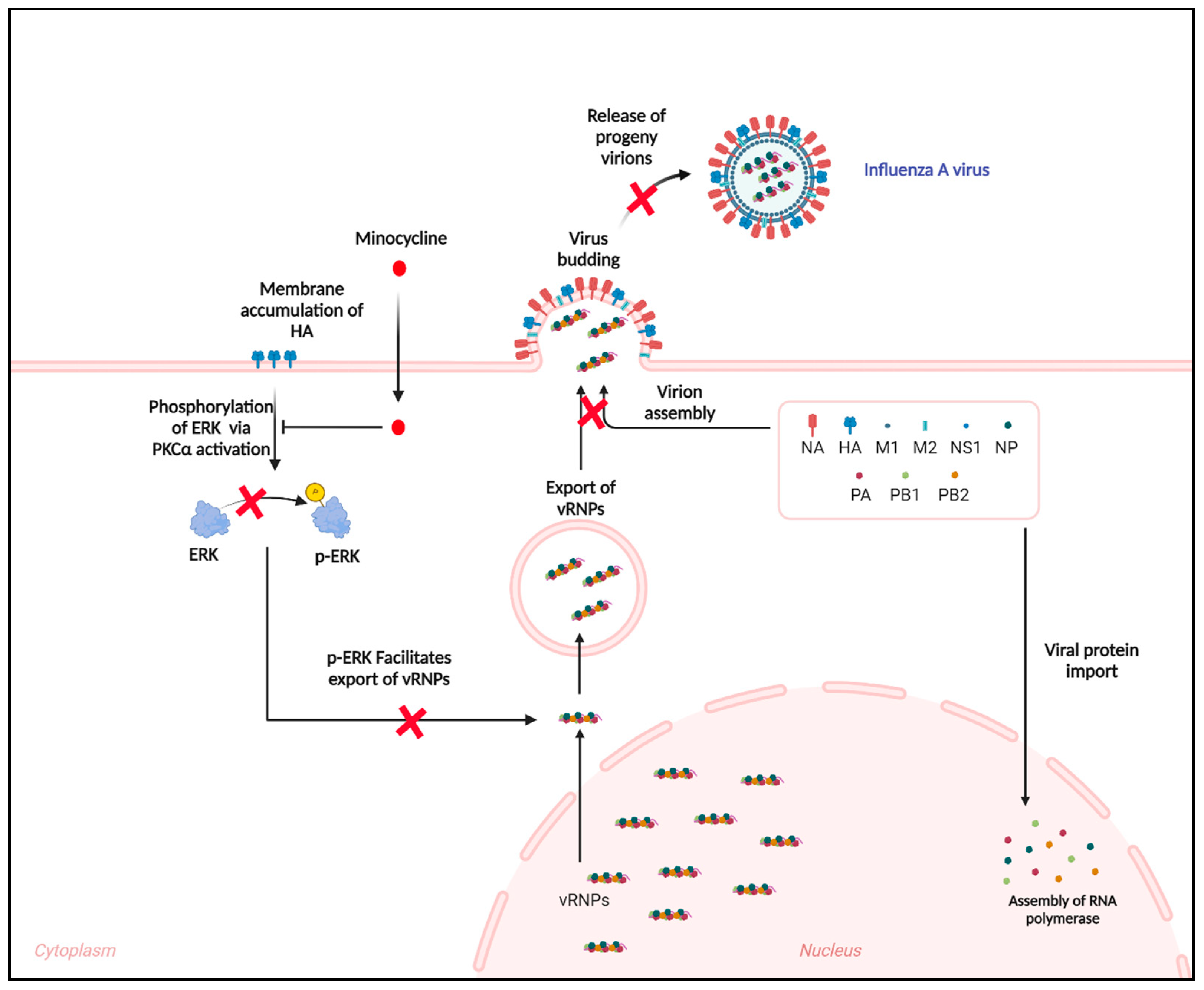 Viruses 16 01317 g007