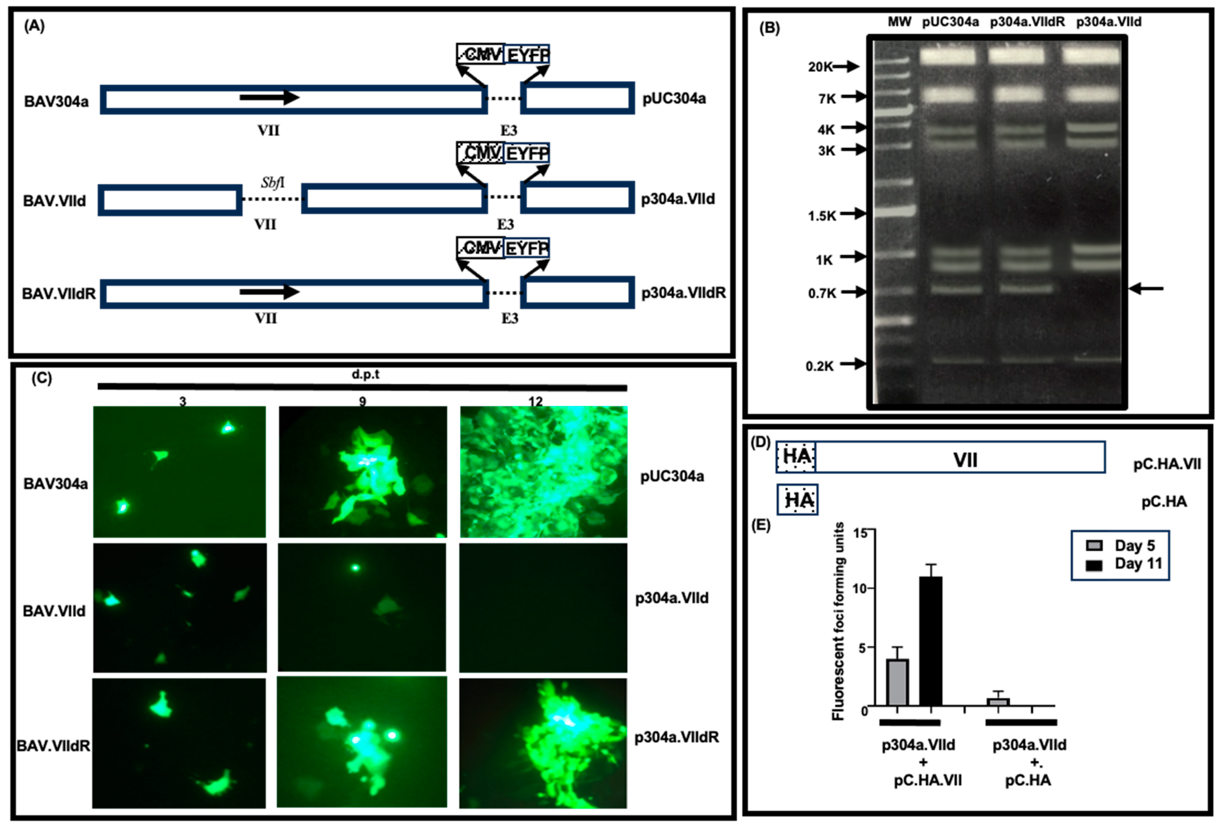 Viruses 16 01323 g001 Viruses 16 01323 g001