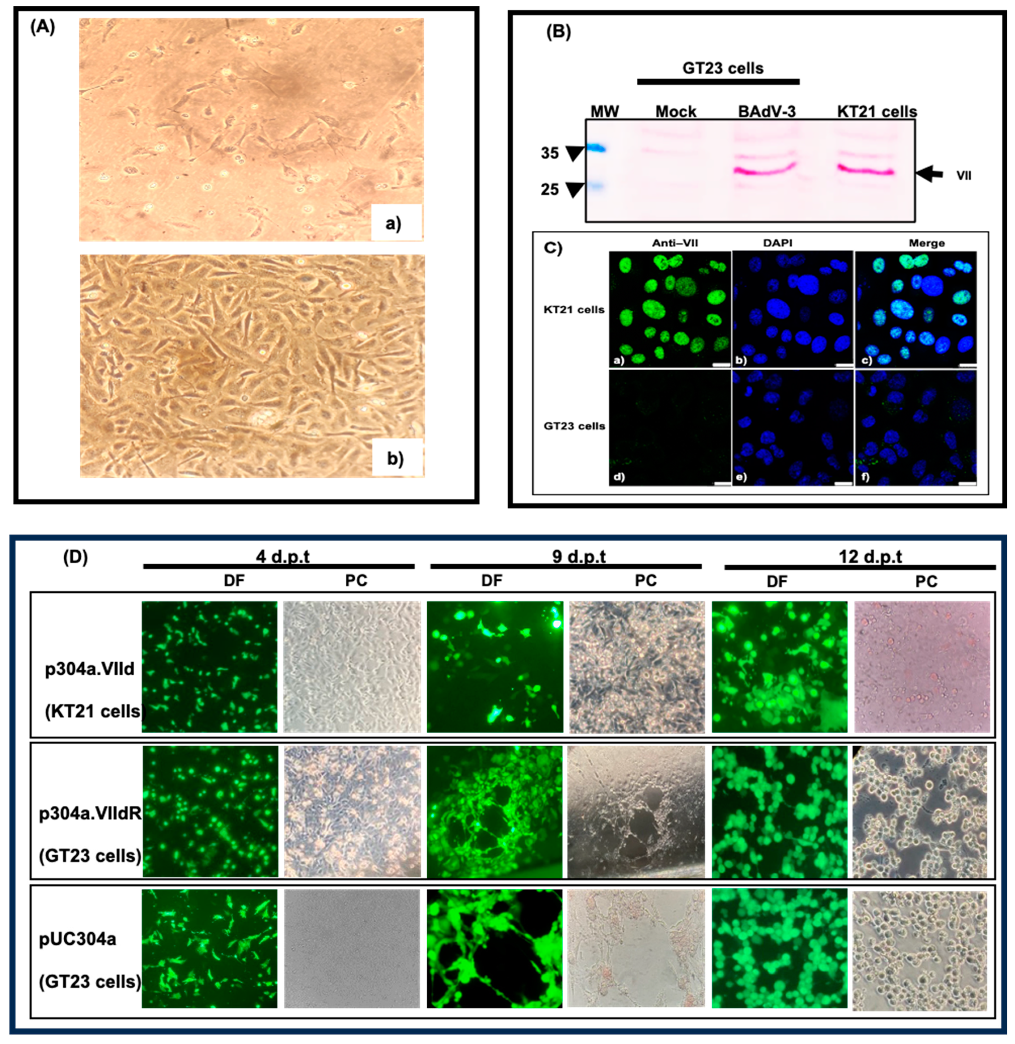 Viruses 16 01323 g002 Viruses 16 01323 g002