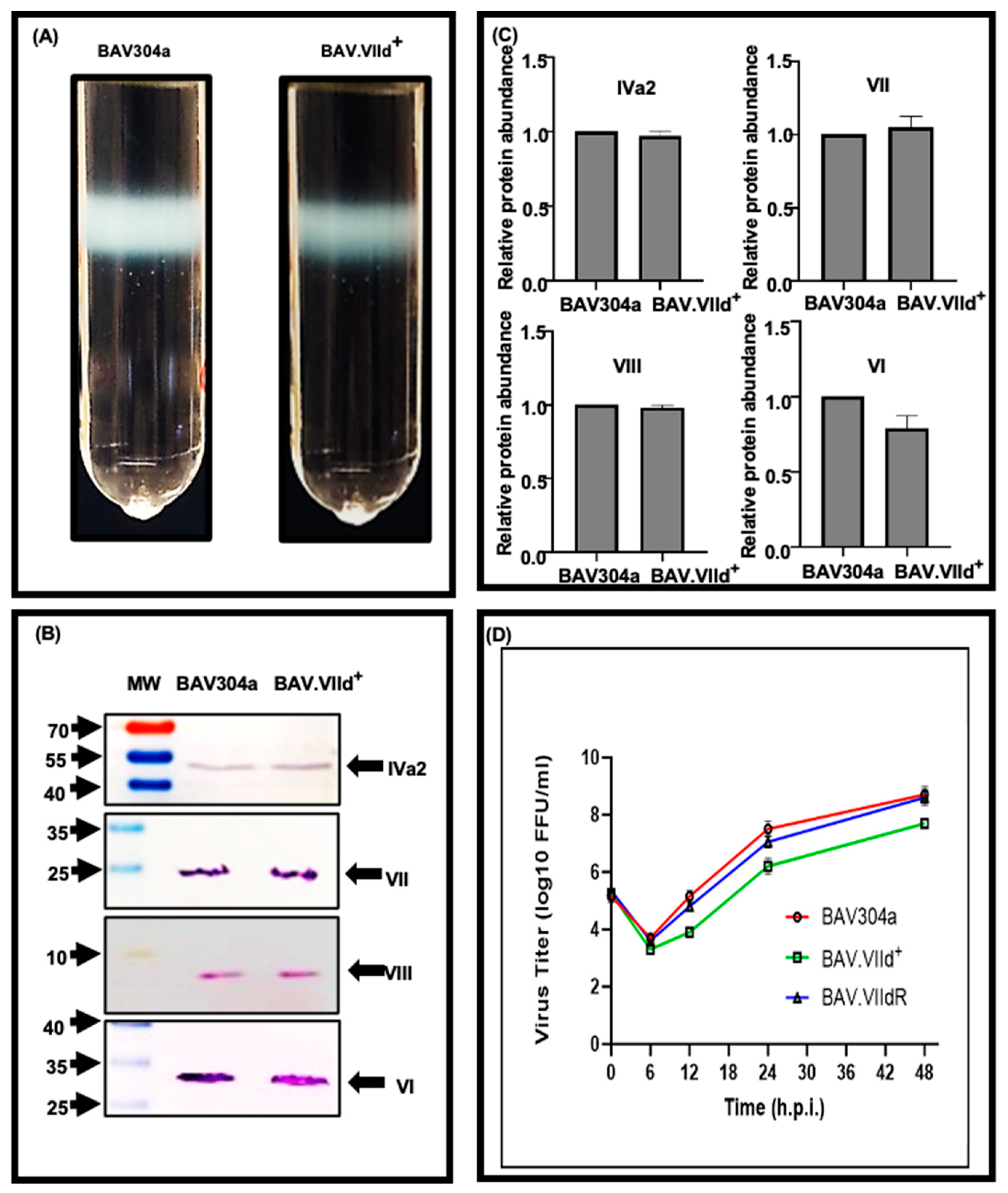 Viruses 16 01323 g003 Viruses 16 01323 g003