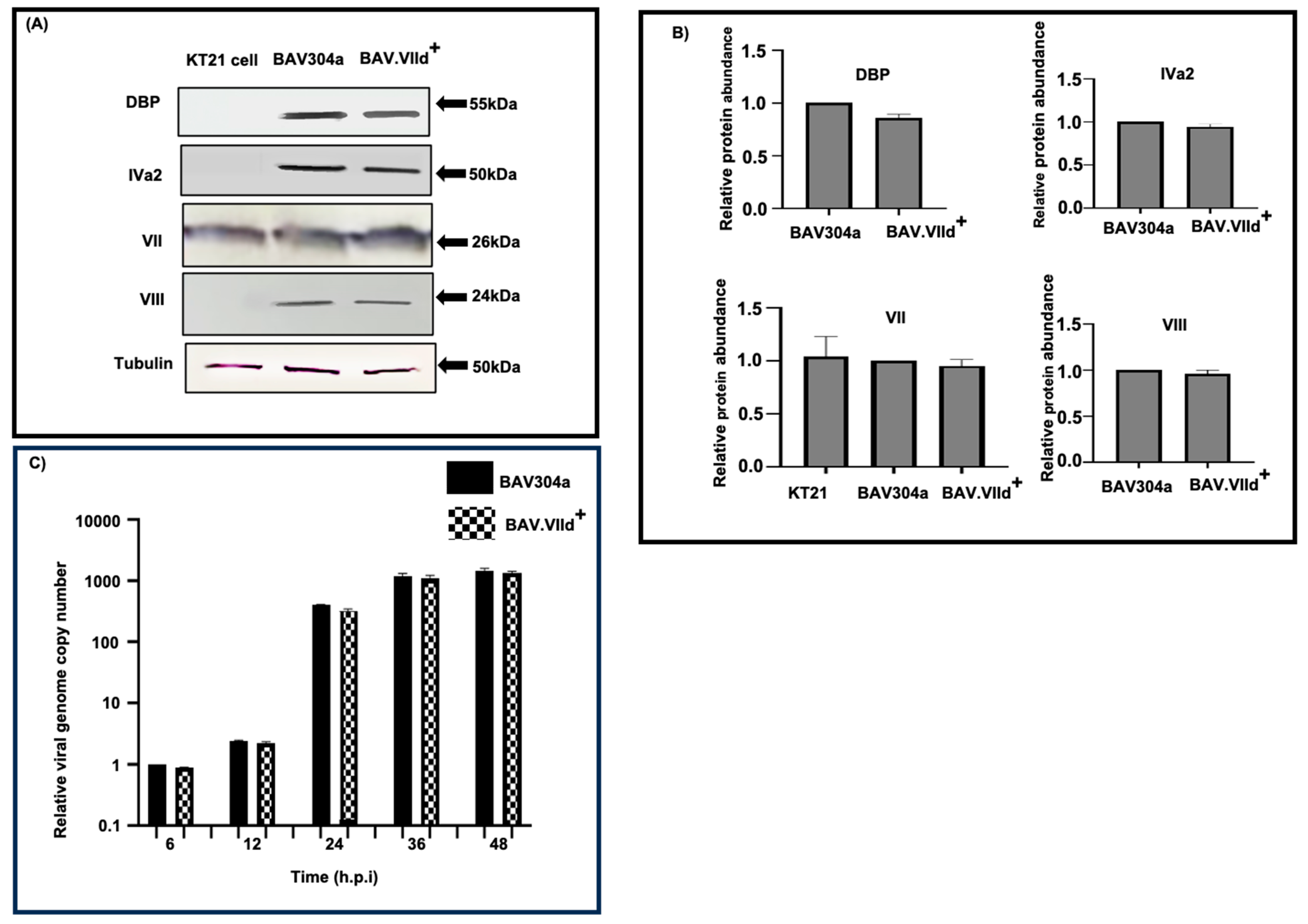 Viruses 16 01323 g004 Viruses 16 01323 g004