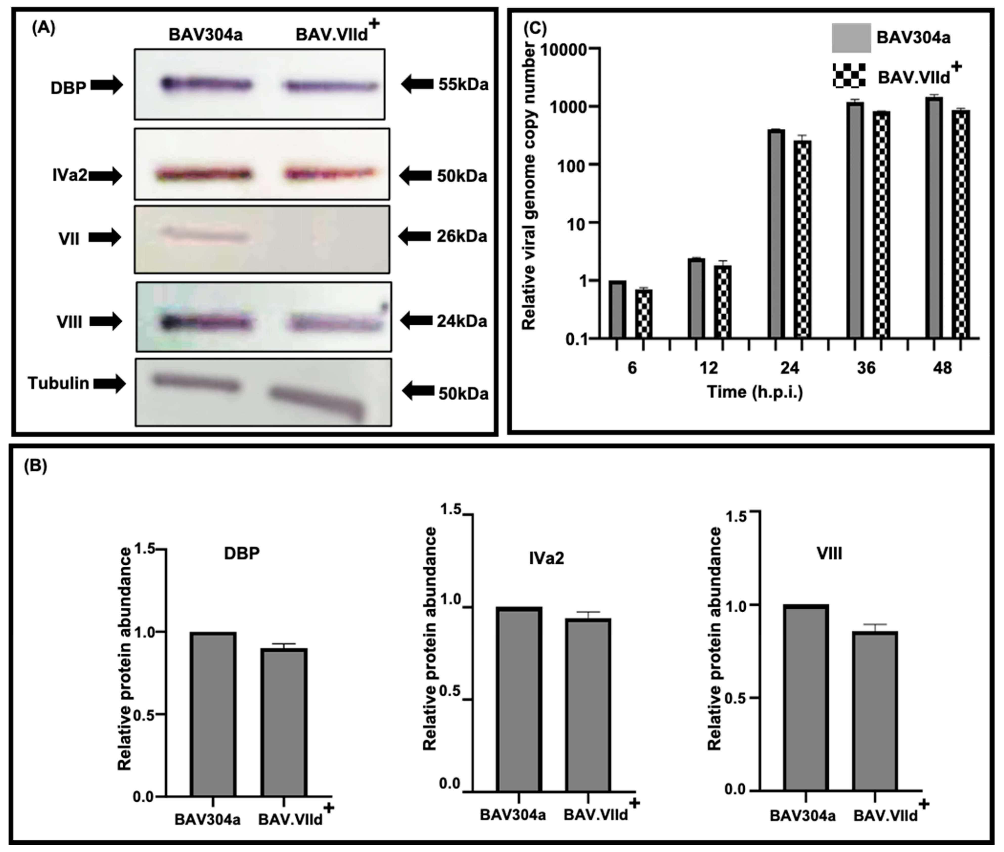 Viruses 16 01323 g005 Viruses 16 01323 g005