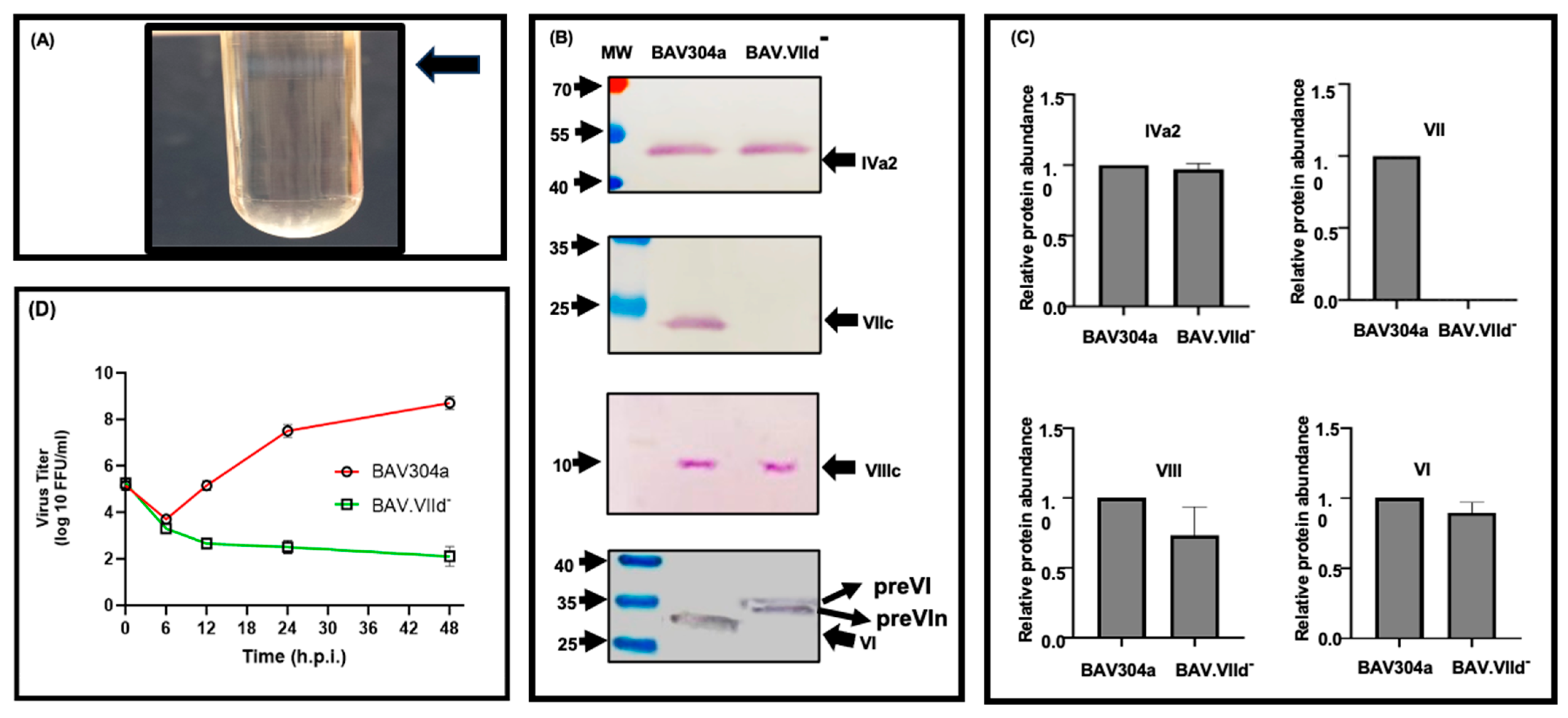 Viruses 16 01323 g006 Viruses 16 01323 g006