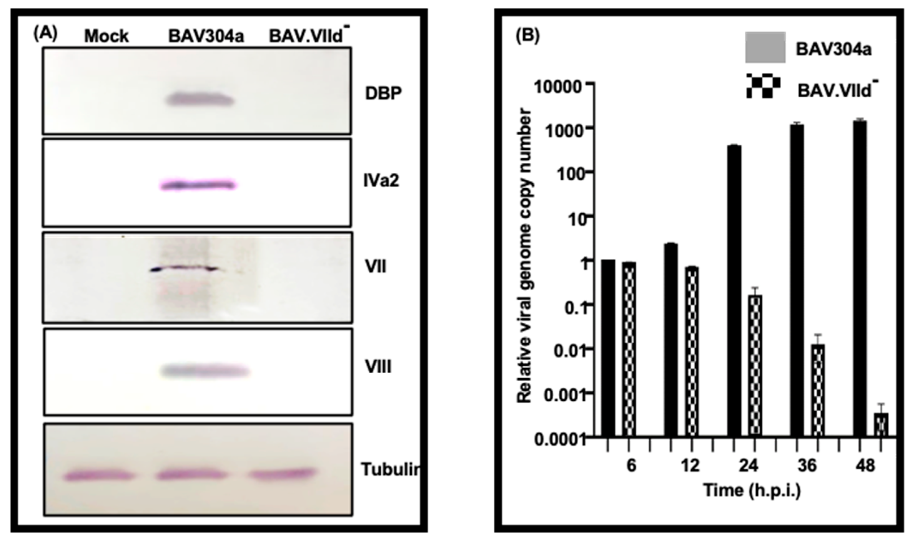 Viruses 16 01323 g007 Viruses 16 01323 g007