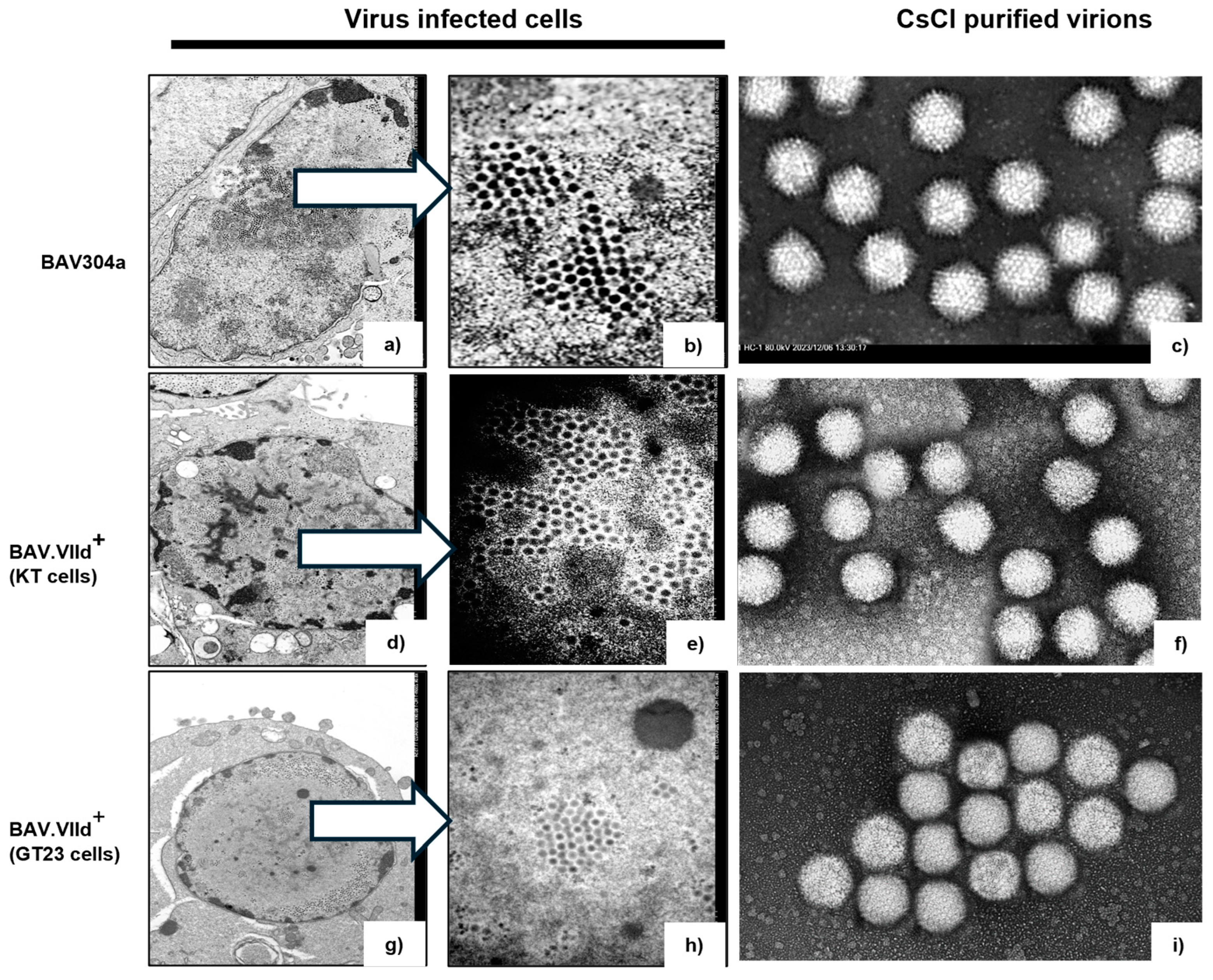 Viruses 16 01323 g008 Viruses 16 01323 g008