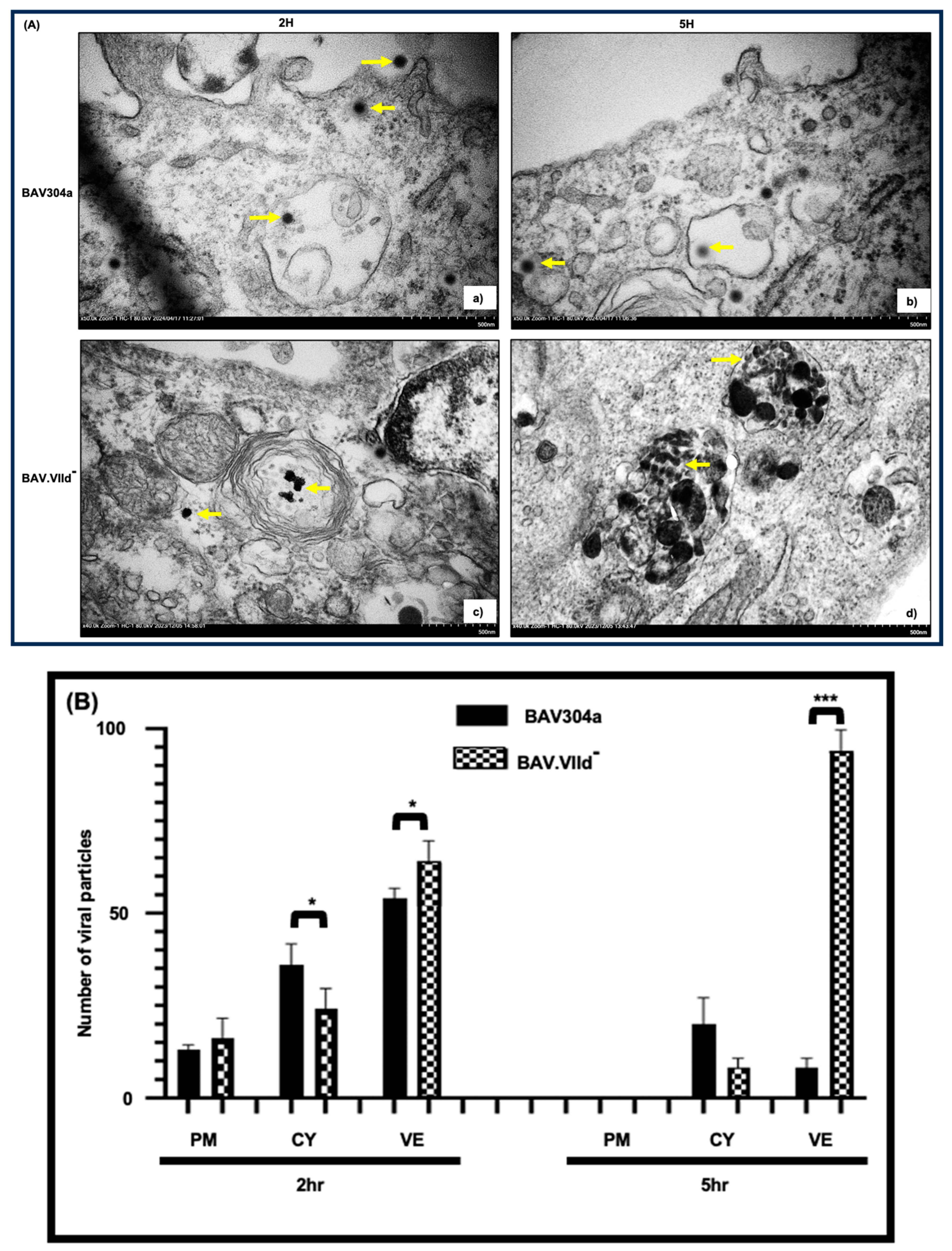Viruses 16 01323 g009 Viruses 16 01323 g009