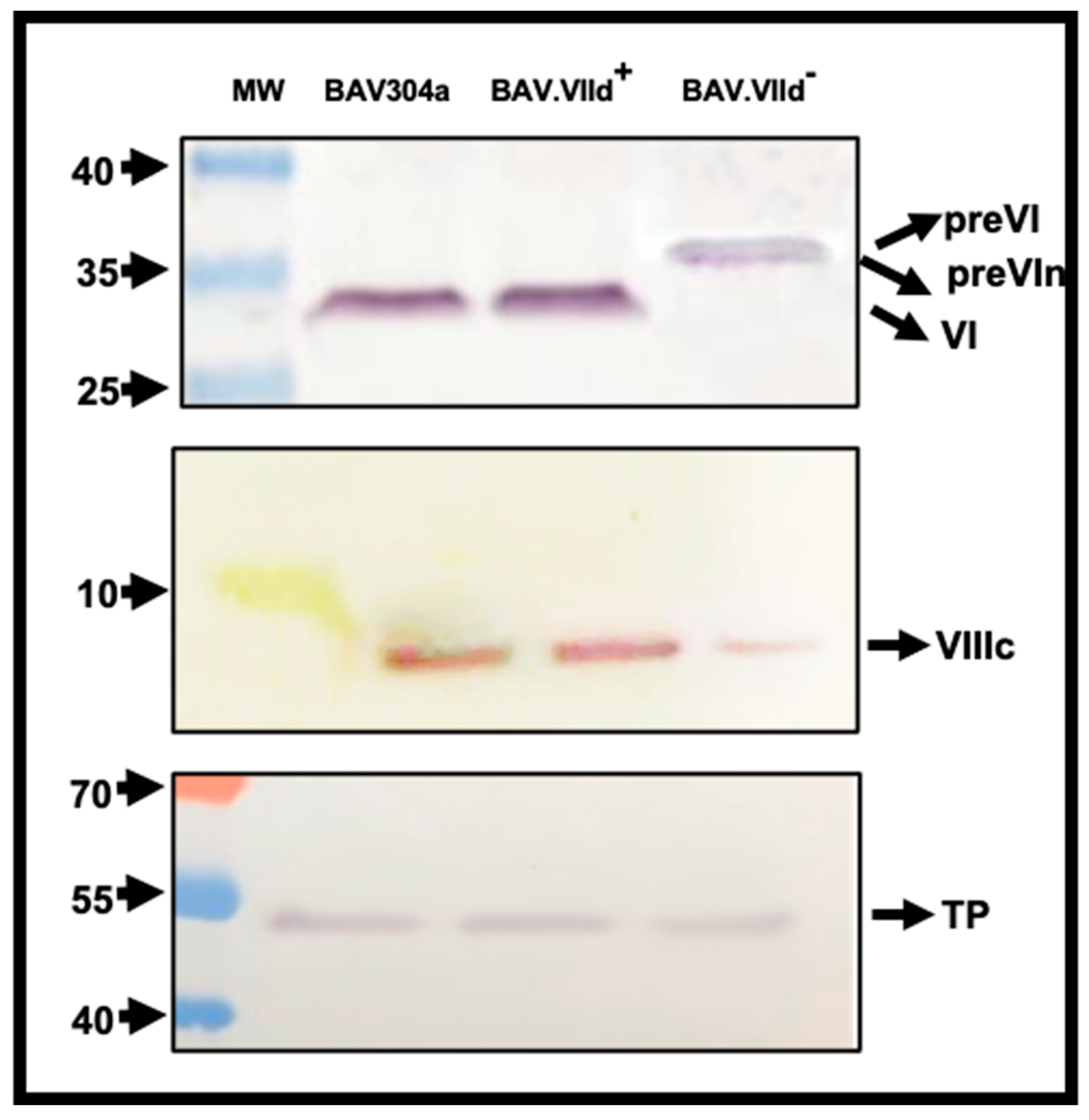 Viruses 16 01323 g010 Viruses 16 01323 g010