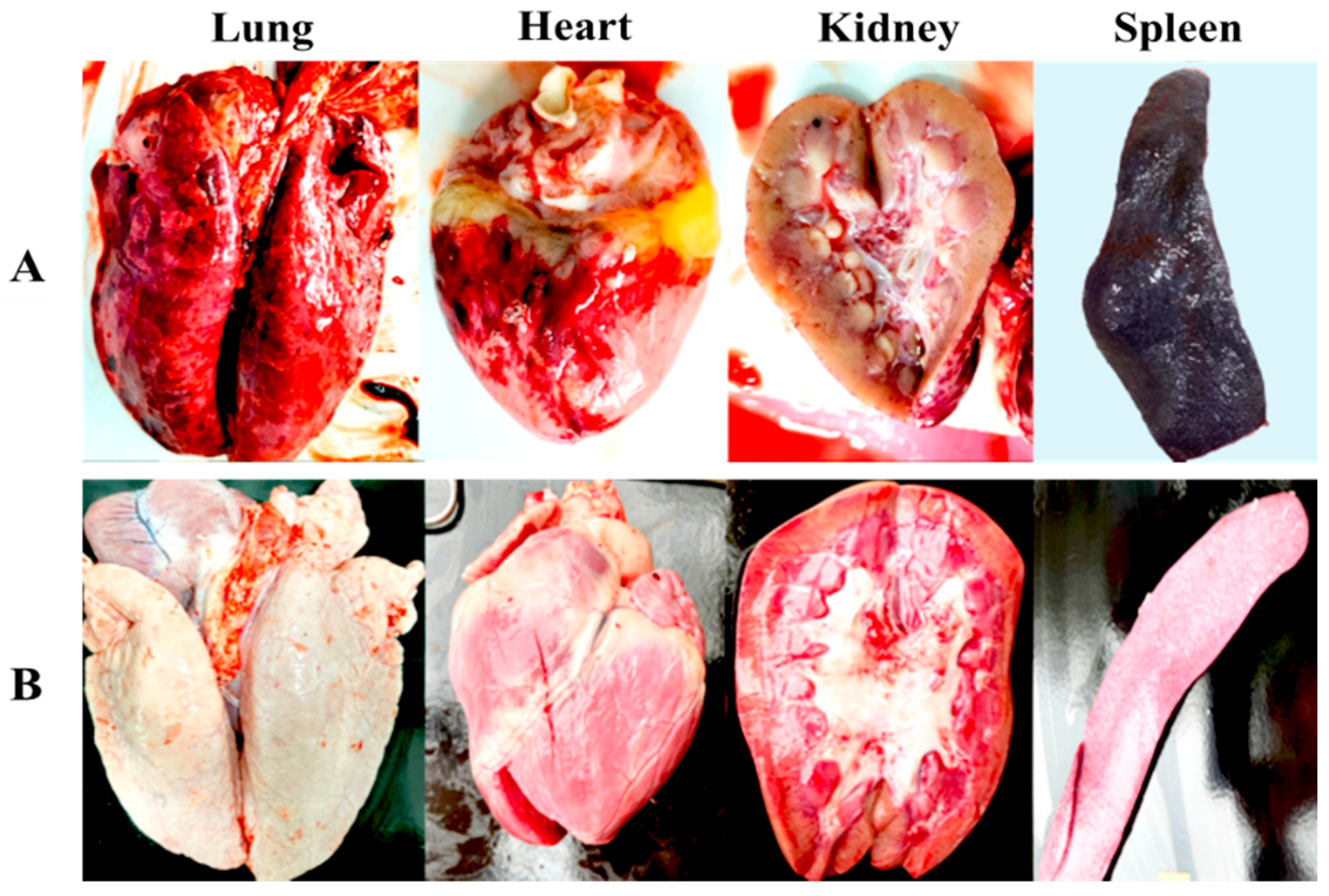 Viruses 16 01326 g005