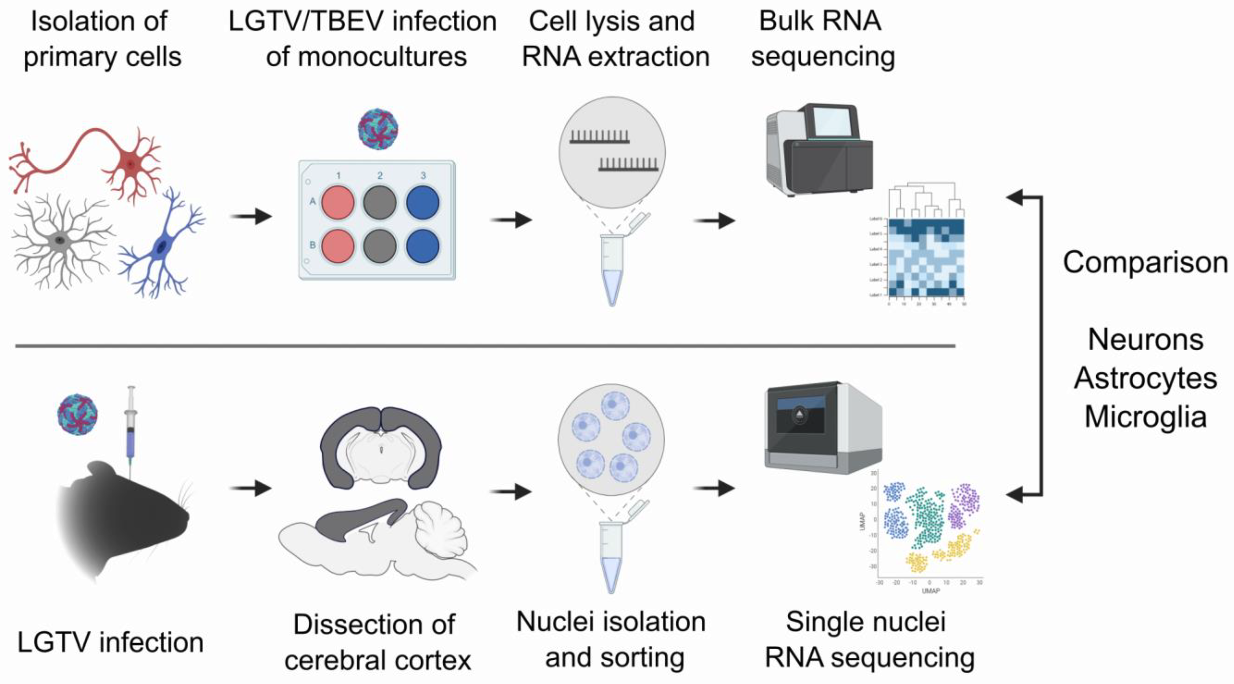 Viruses 16 01327 g001