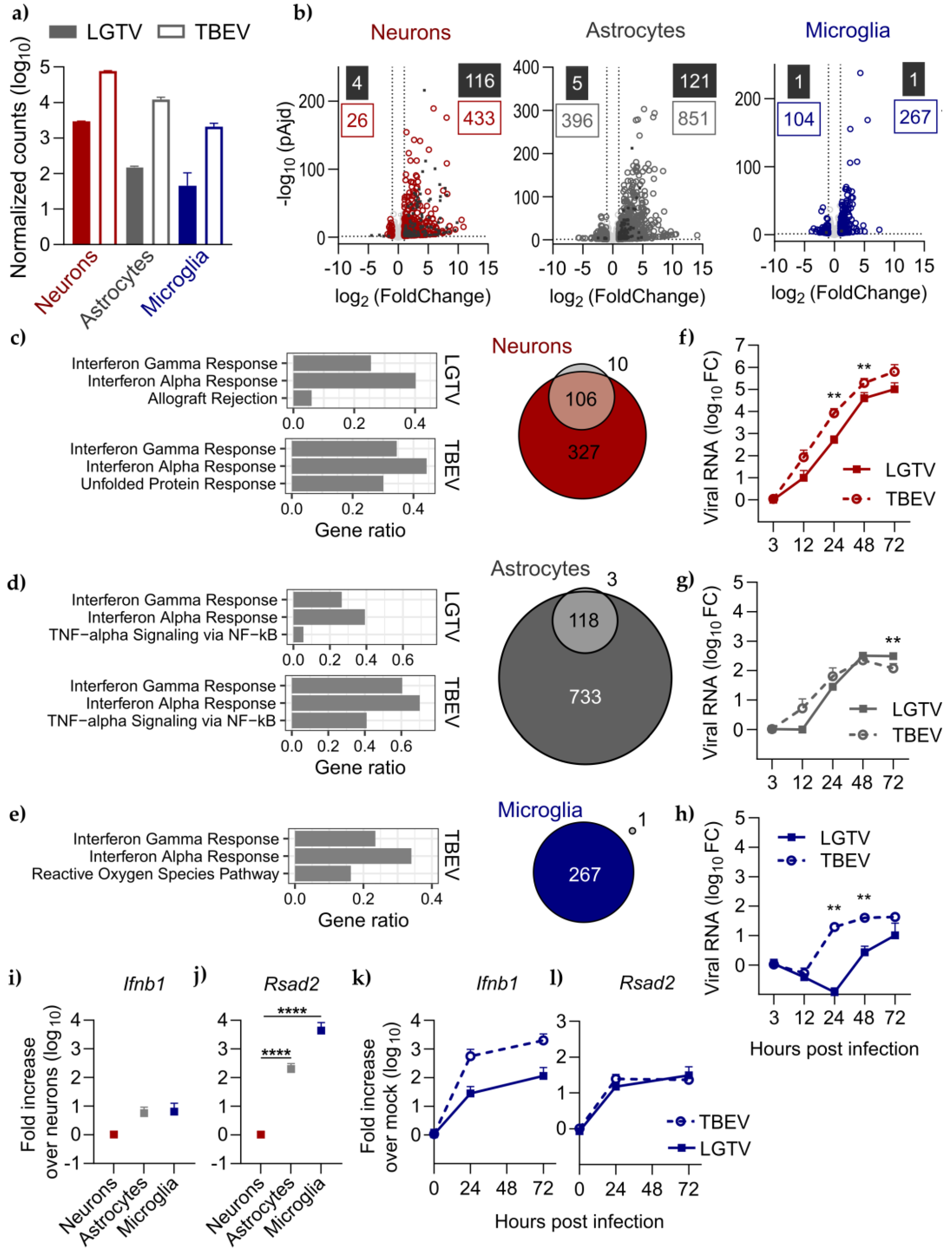 Viruses 16 01327 g003