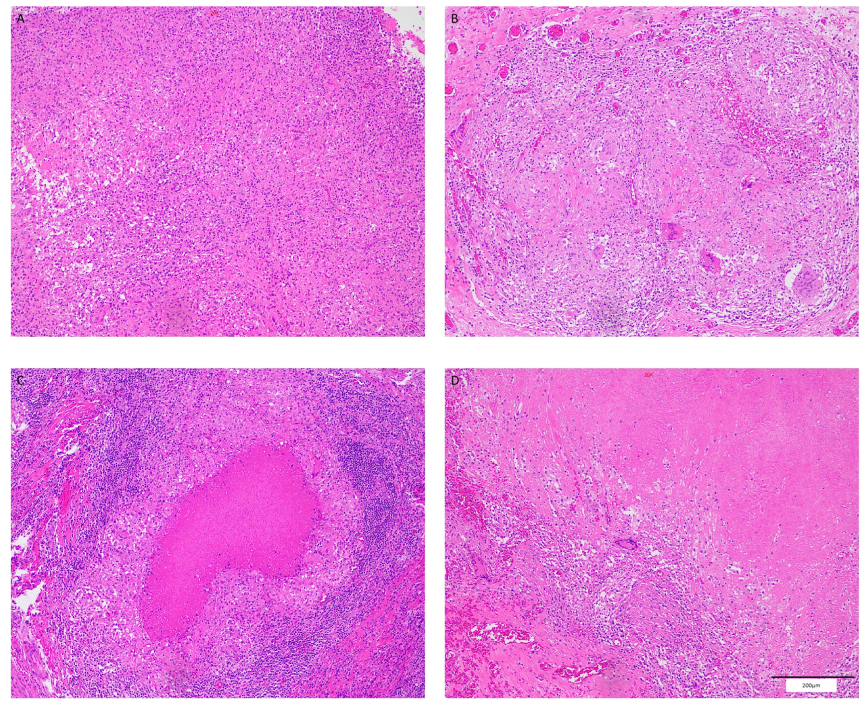 Viruses 16 01335 g001