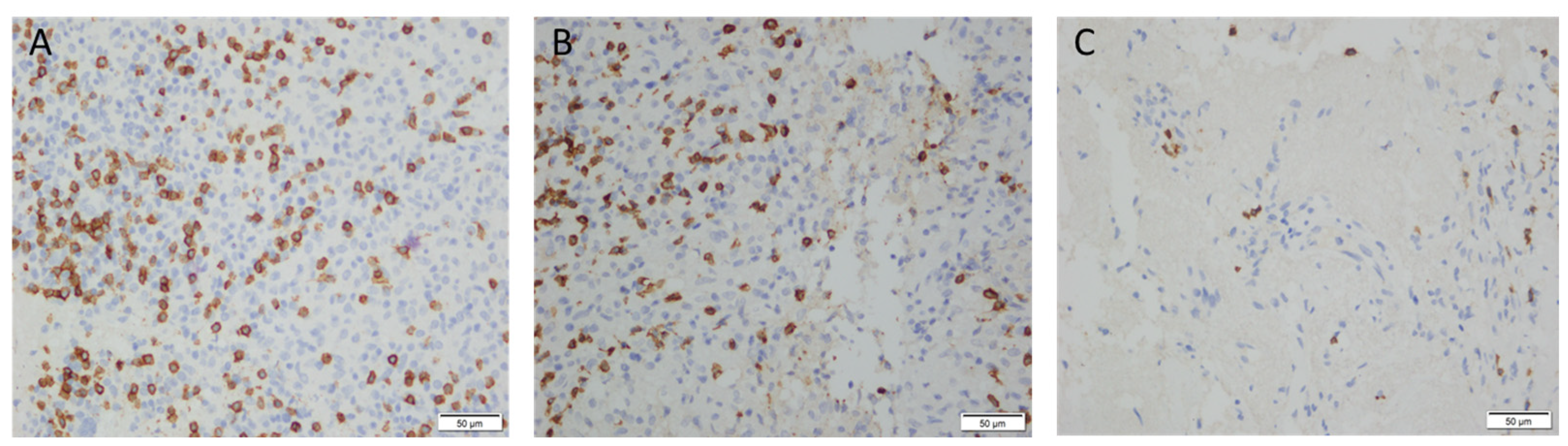 Viruses 16 01335 g004