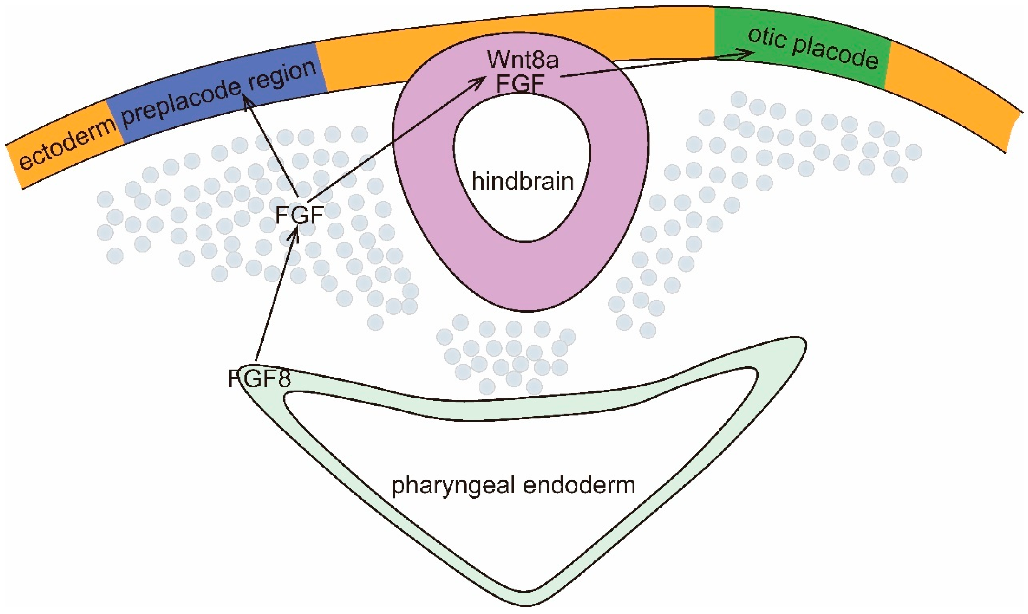 Viruses 16 01342 g001